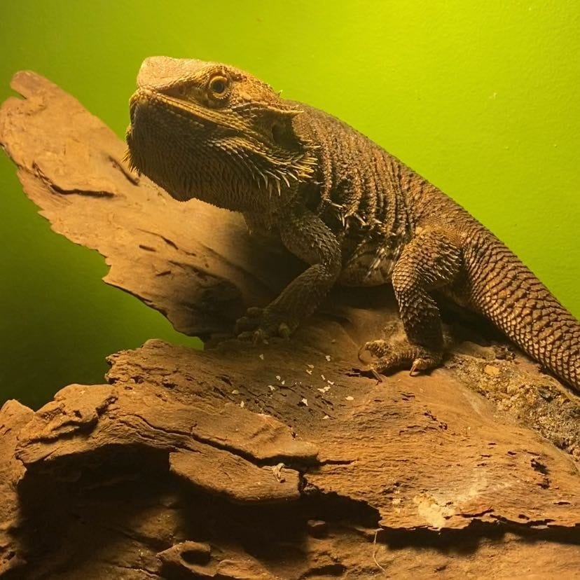 Barney
