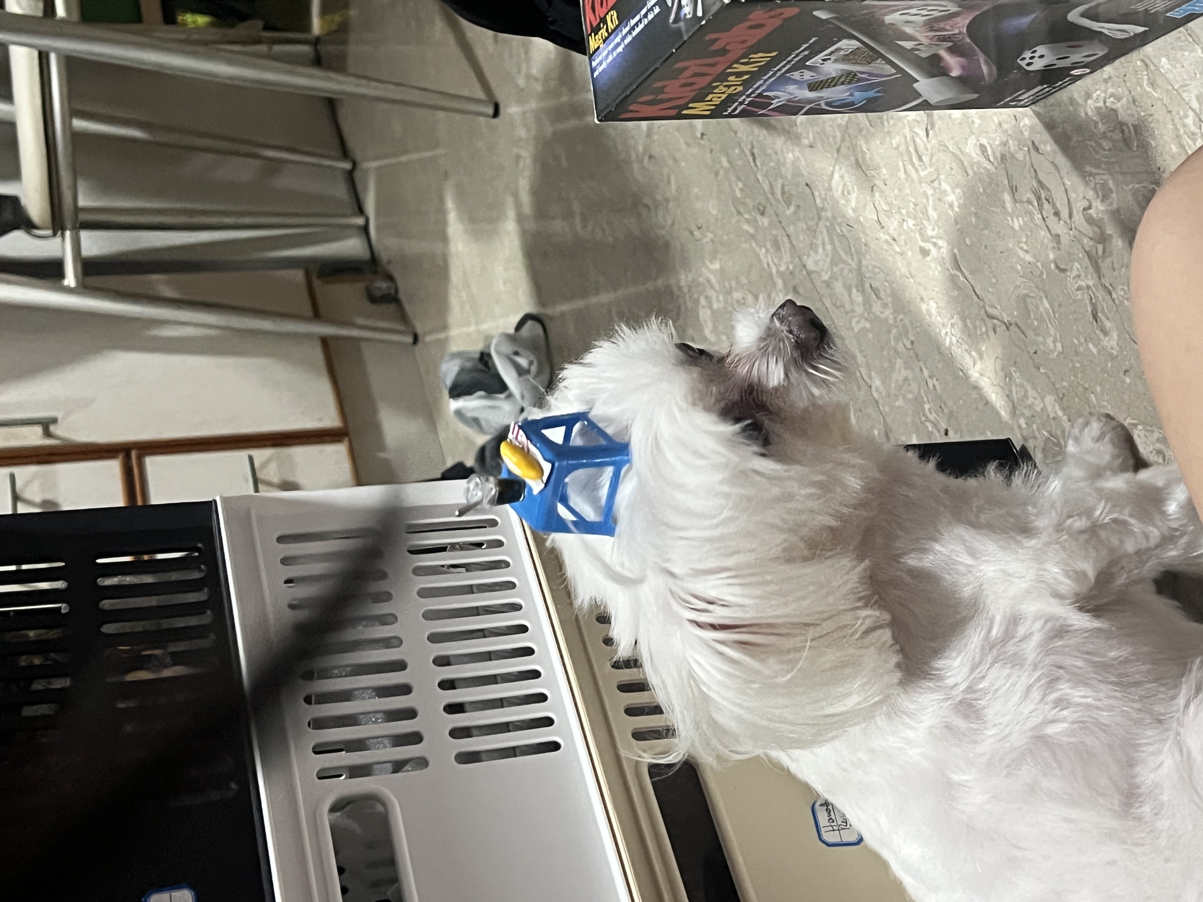 image-11