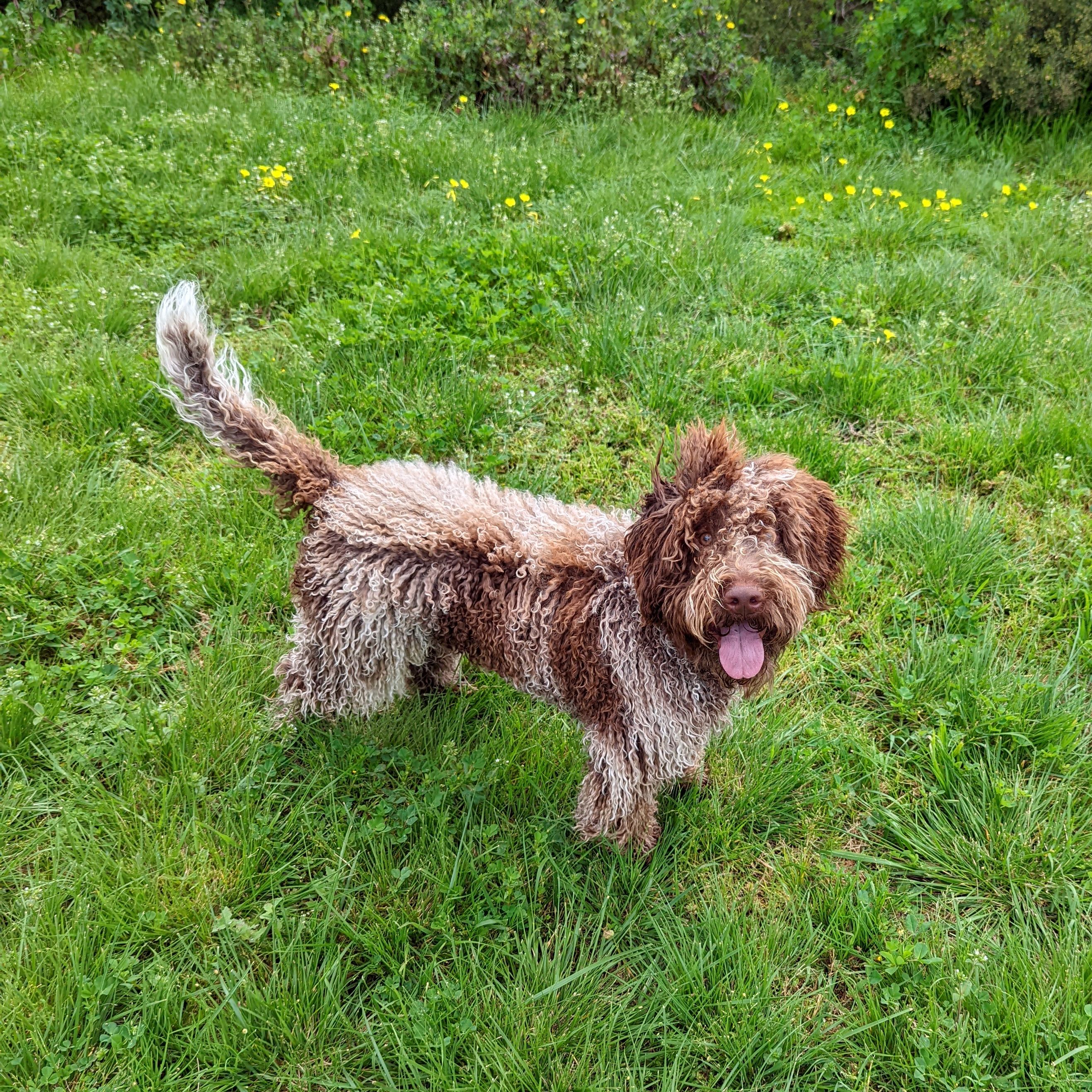 Parker