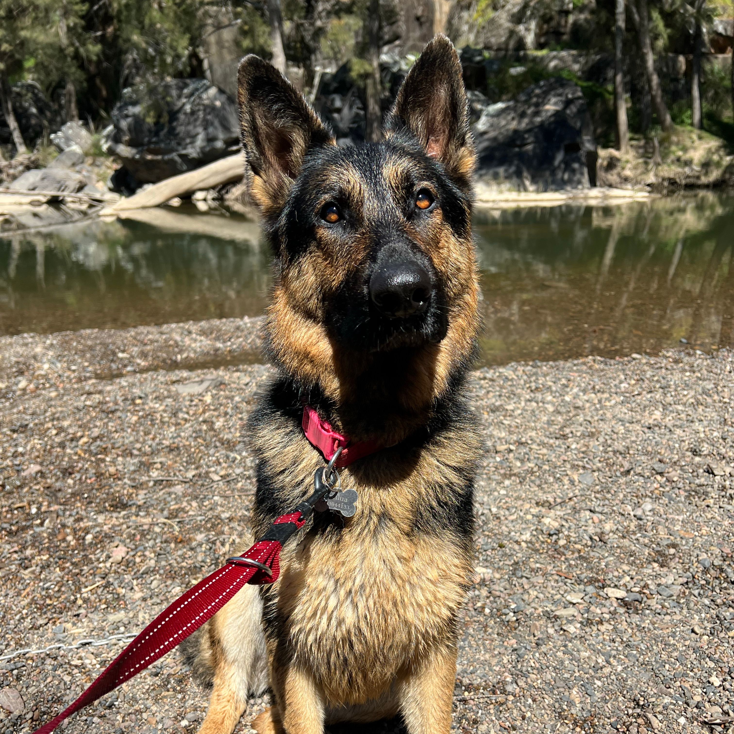 Kahlua