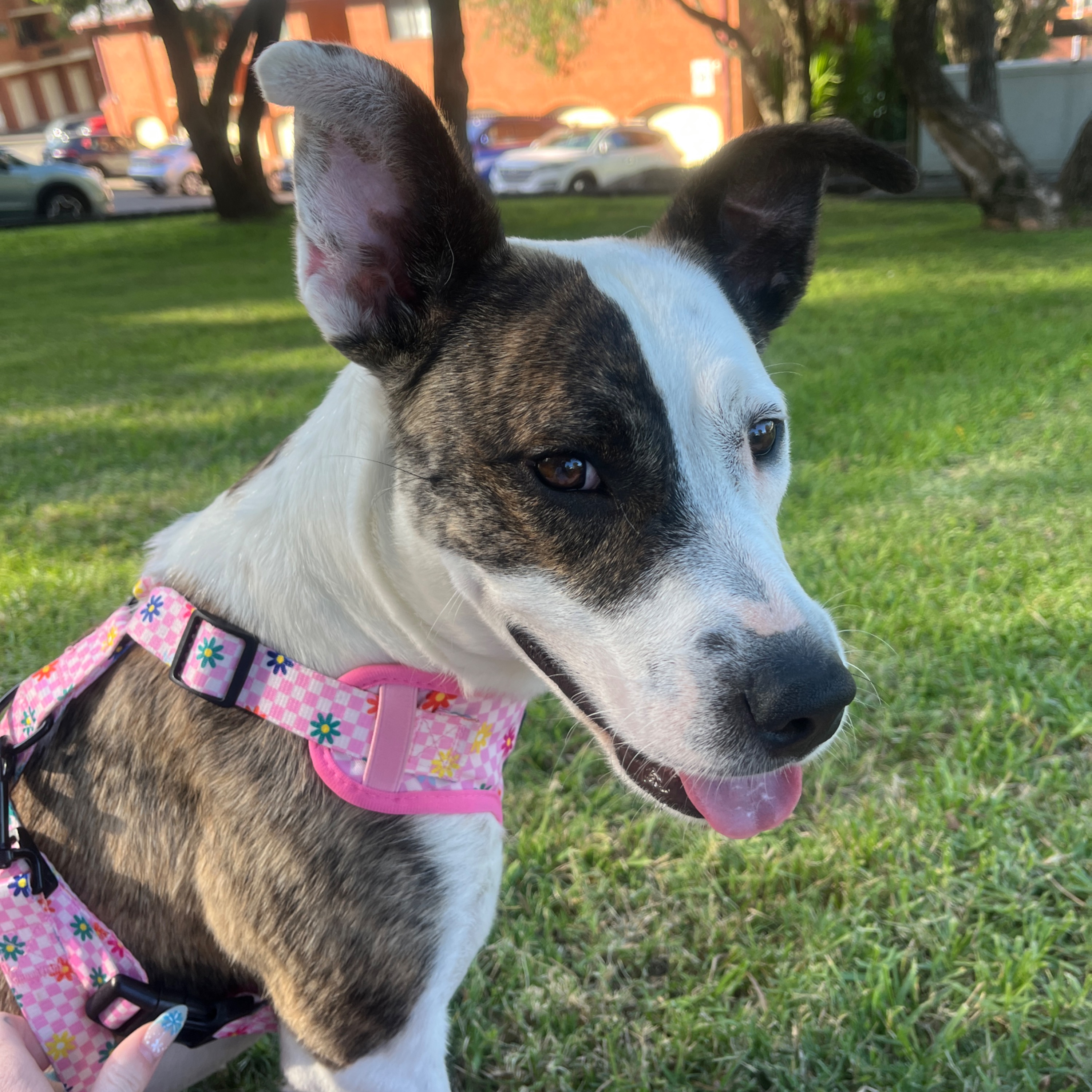 Mable
