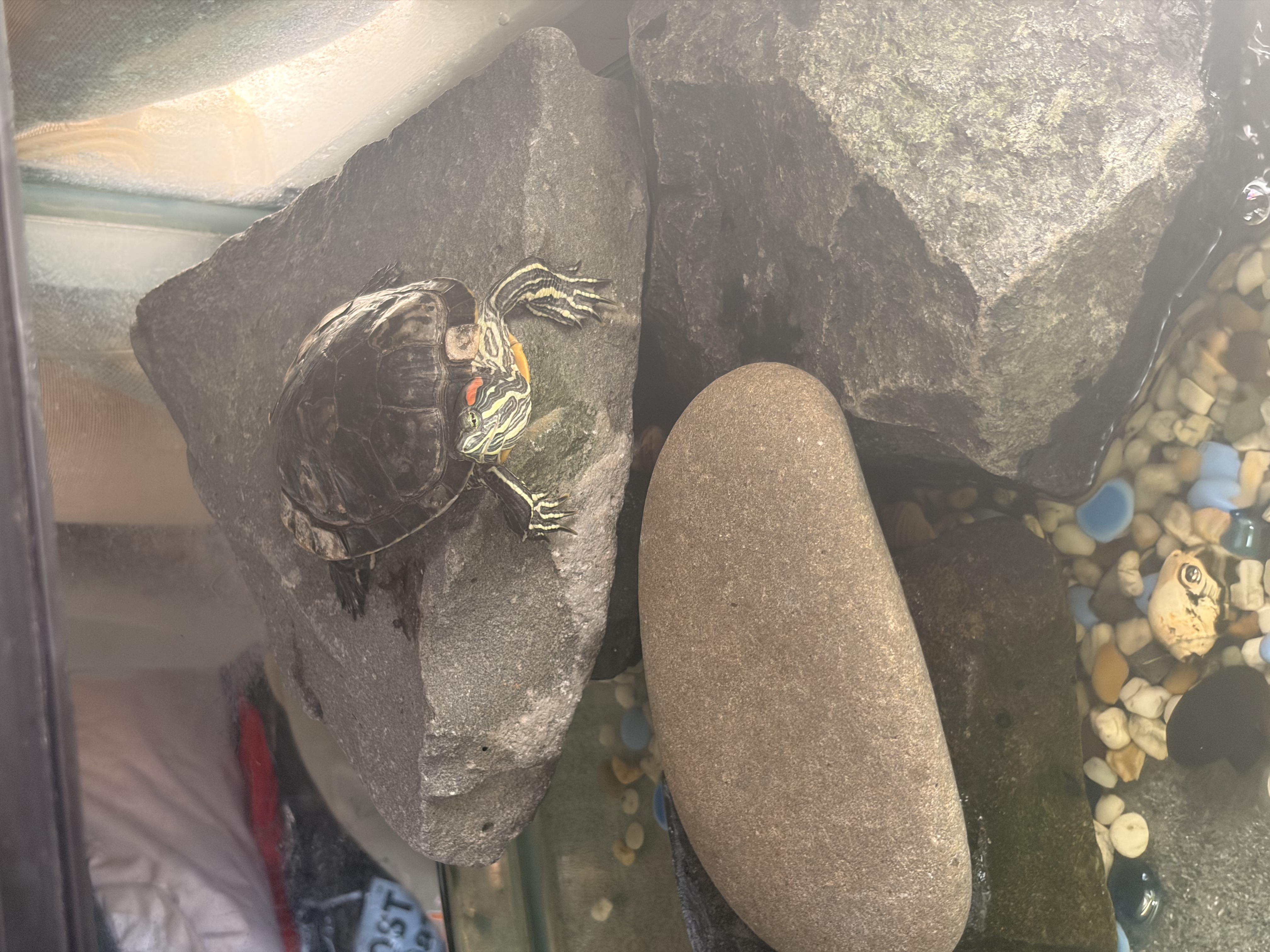 image-7