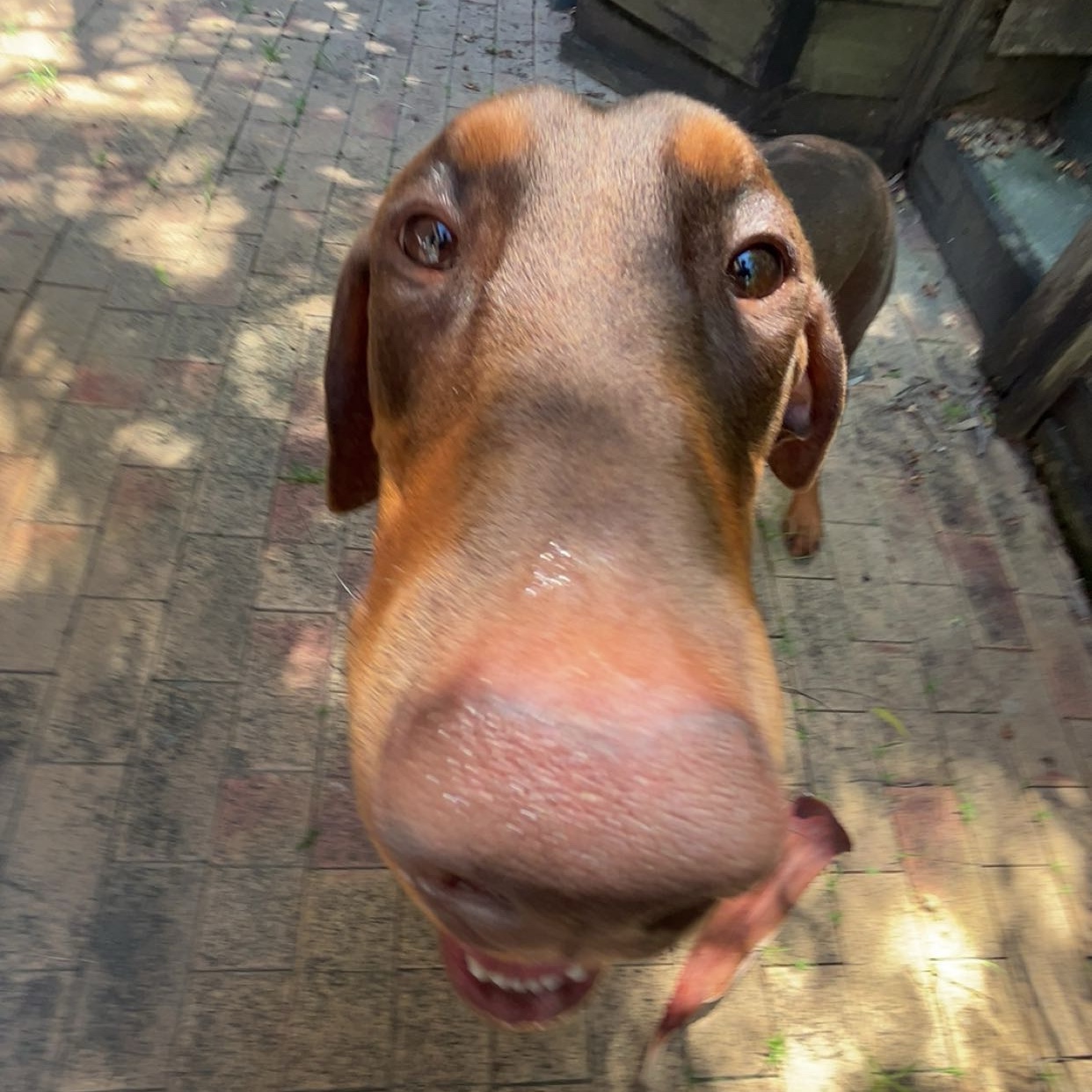 Dex