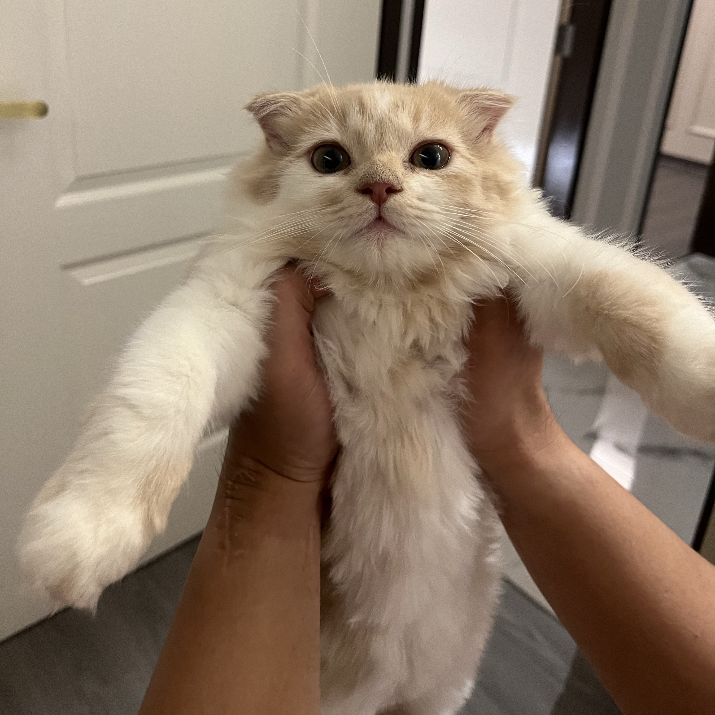 Miko