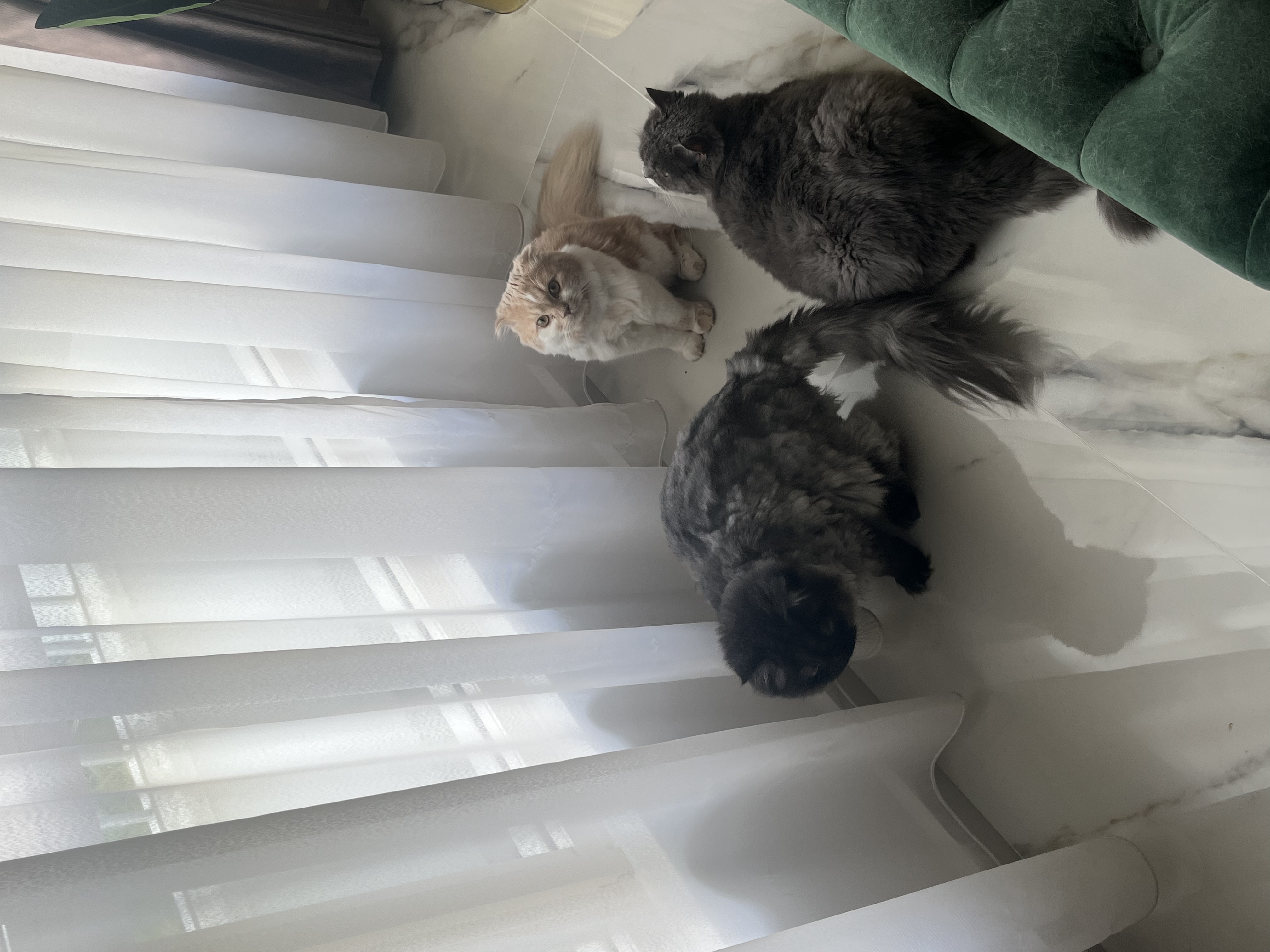 image-7