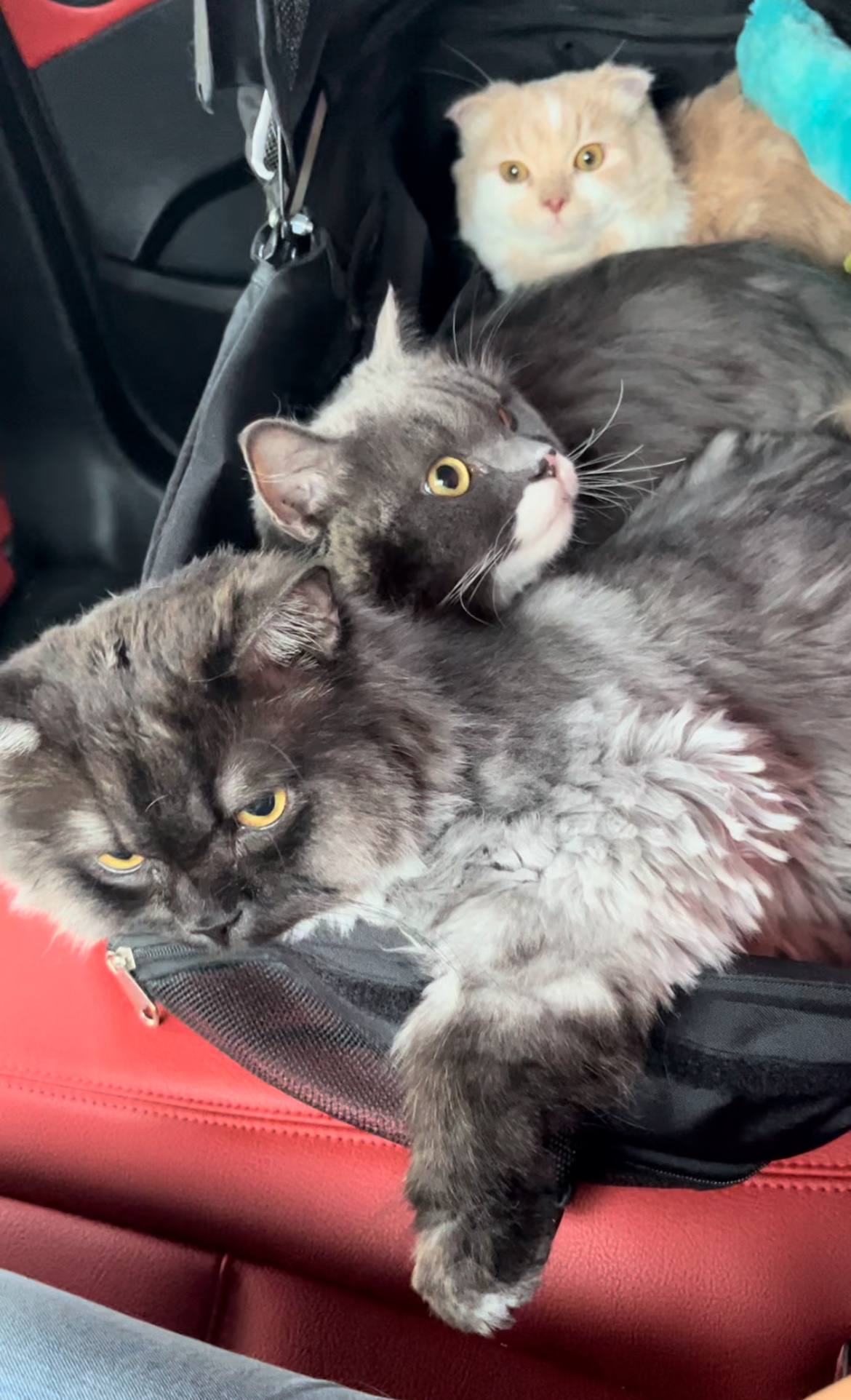 image-9