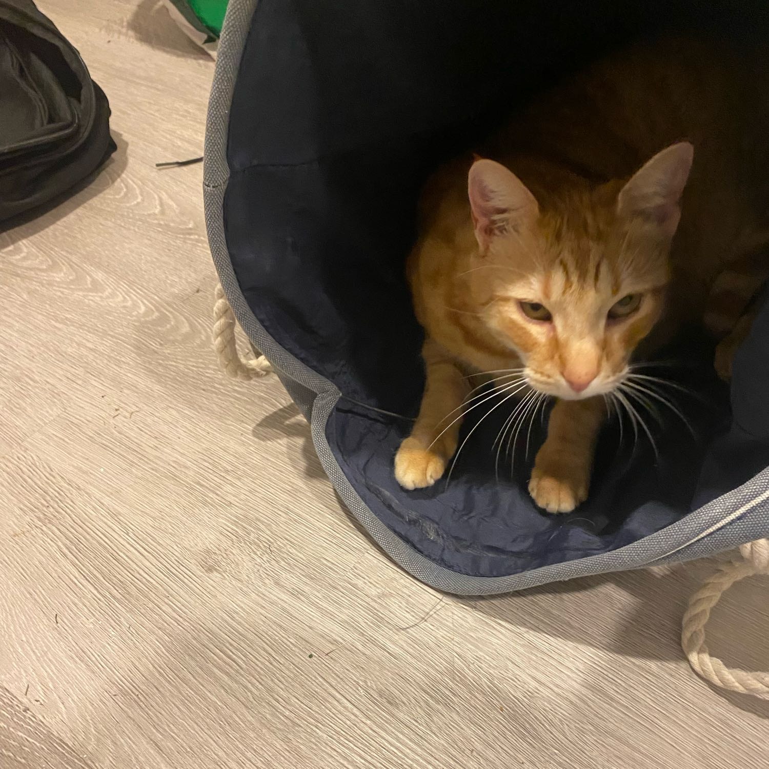 Garfield