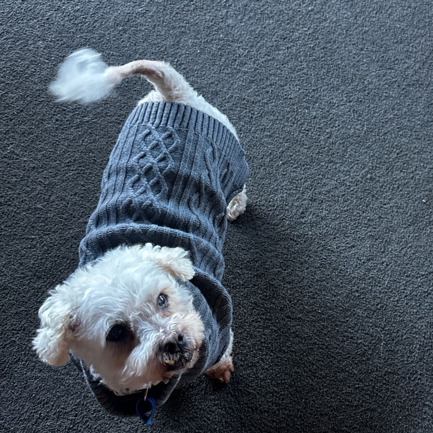 teddy