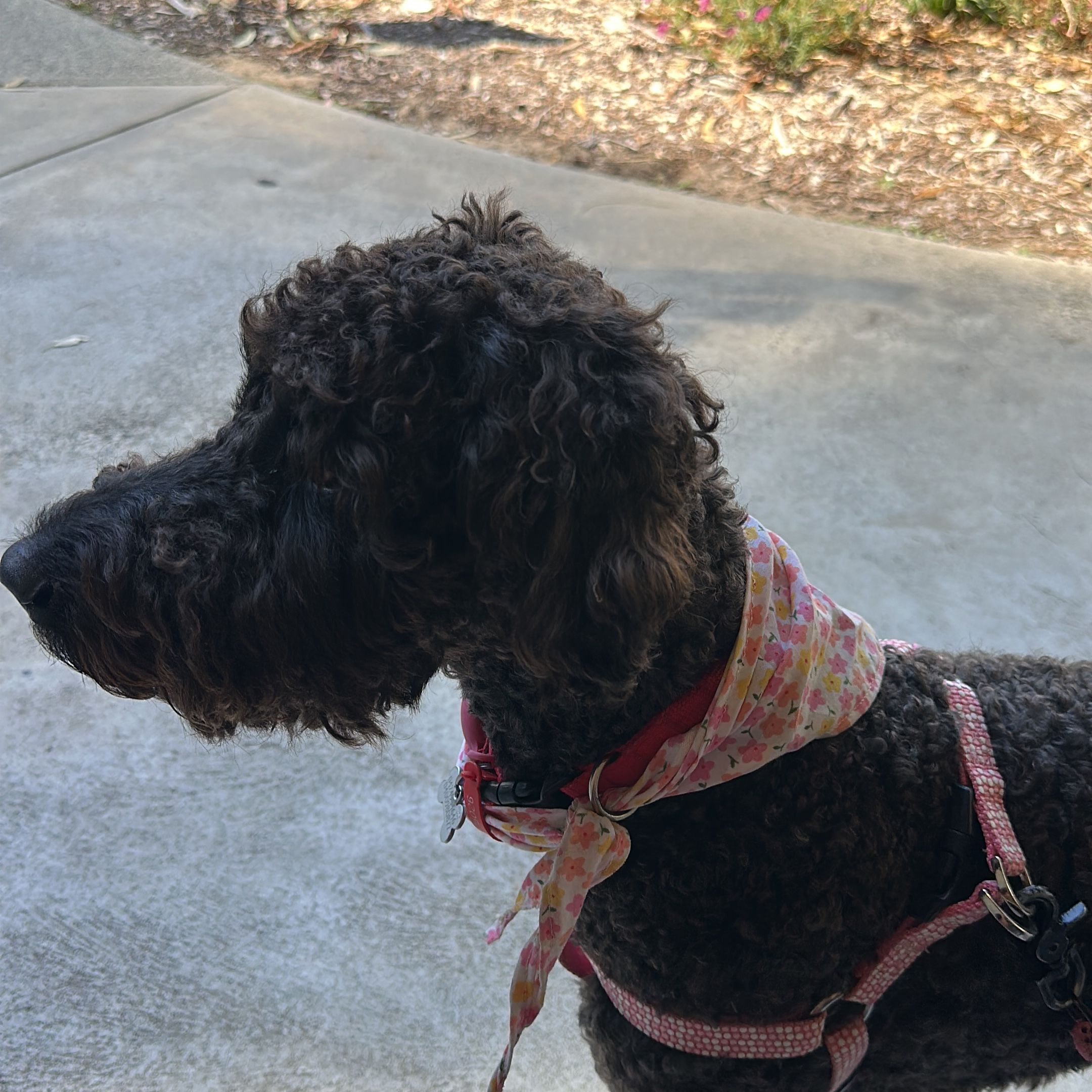 Chloe