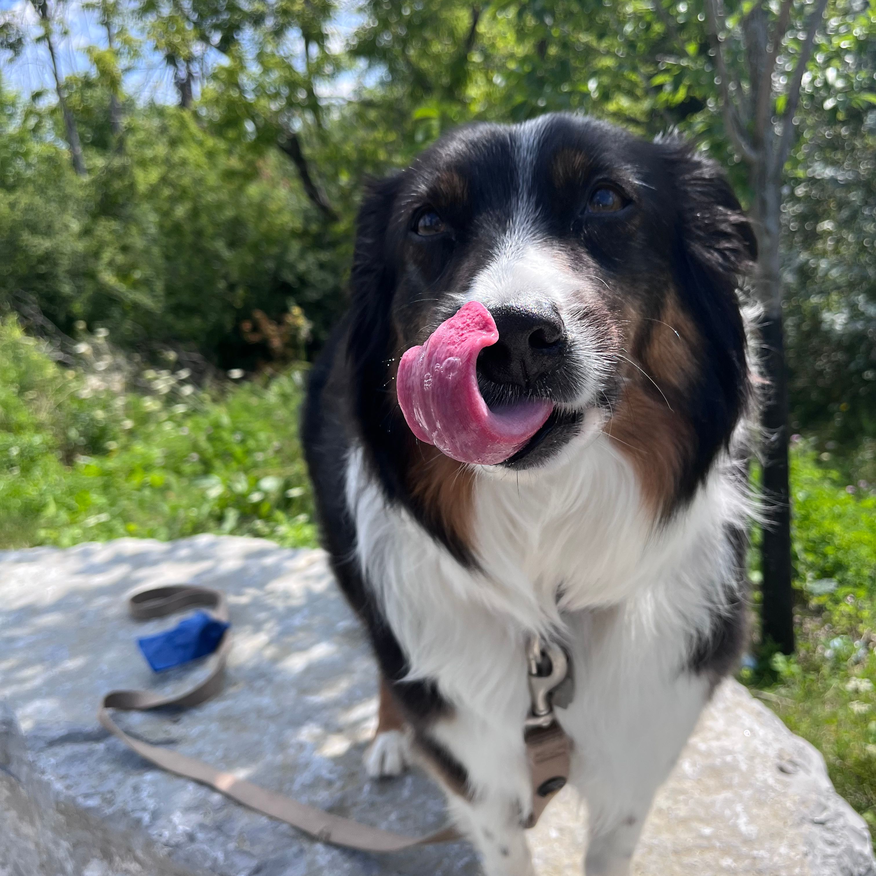 Indi