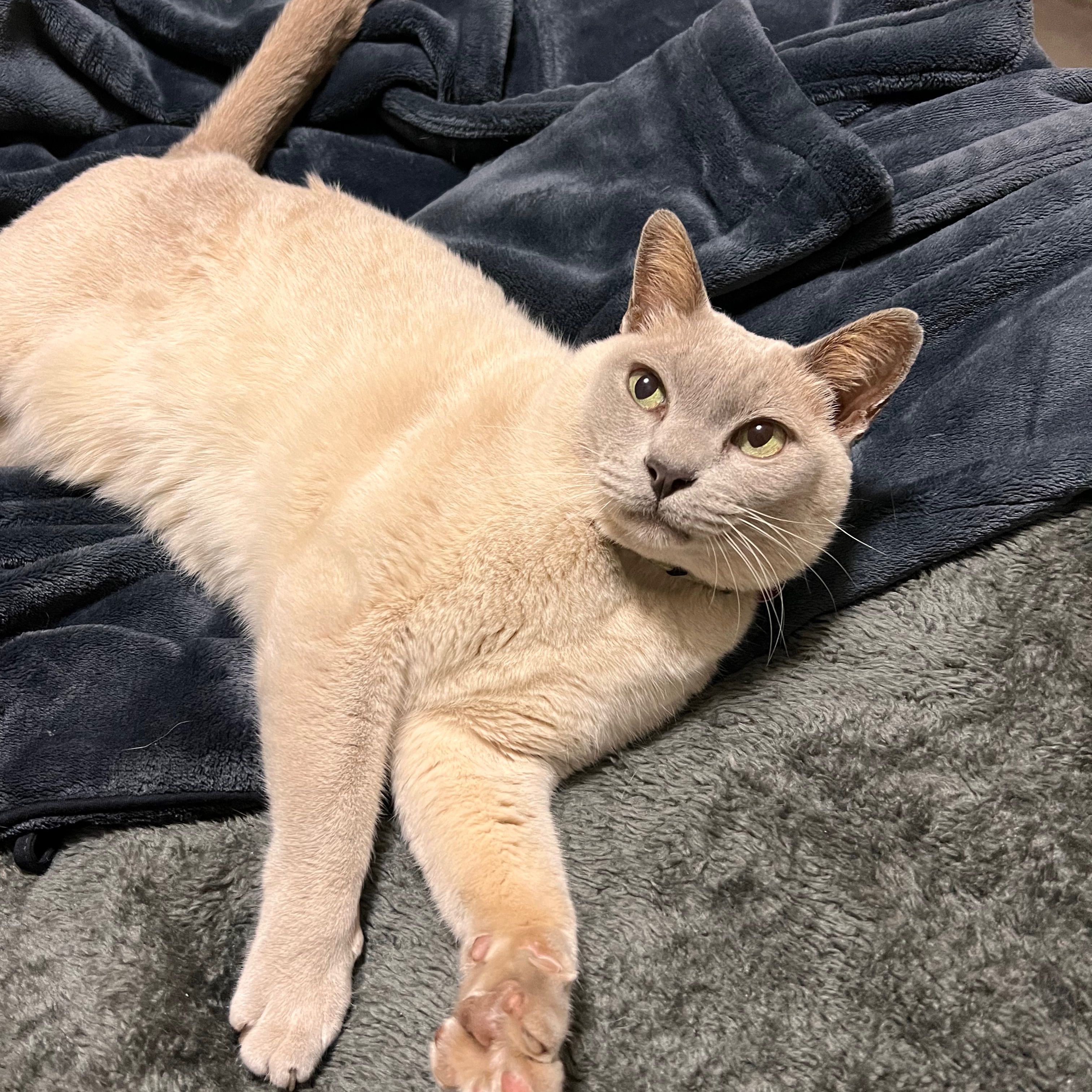 Archie