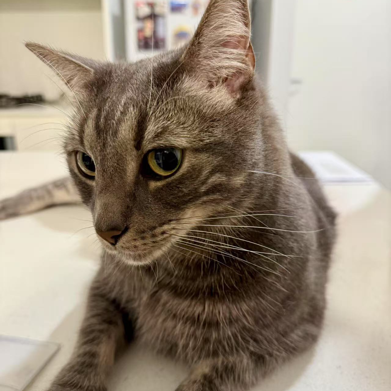 Pita