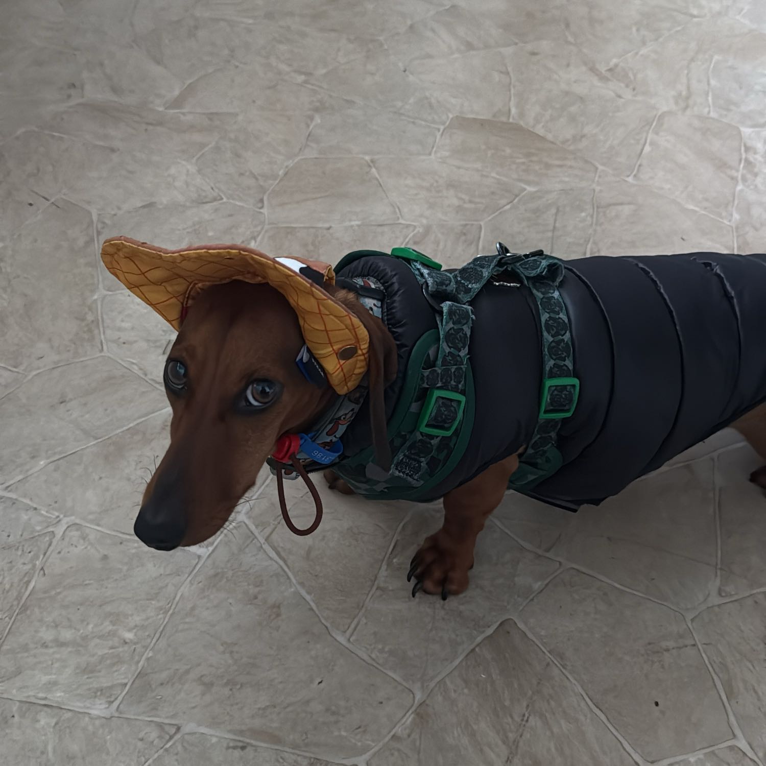 Fabio