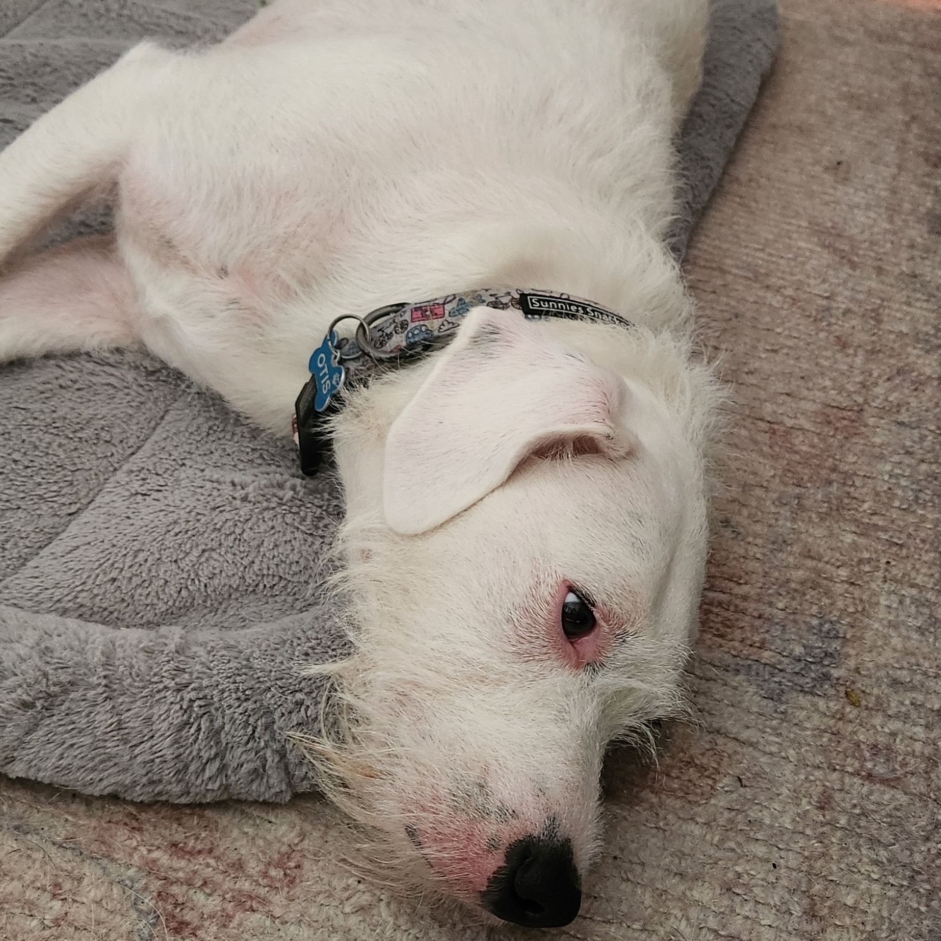 Otis