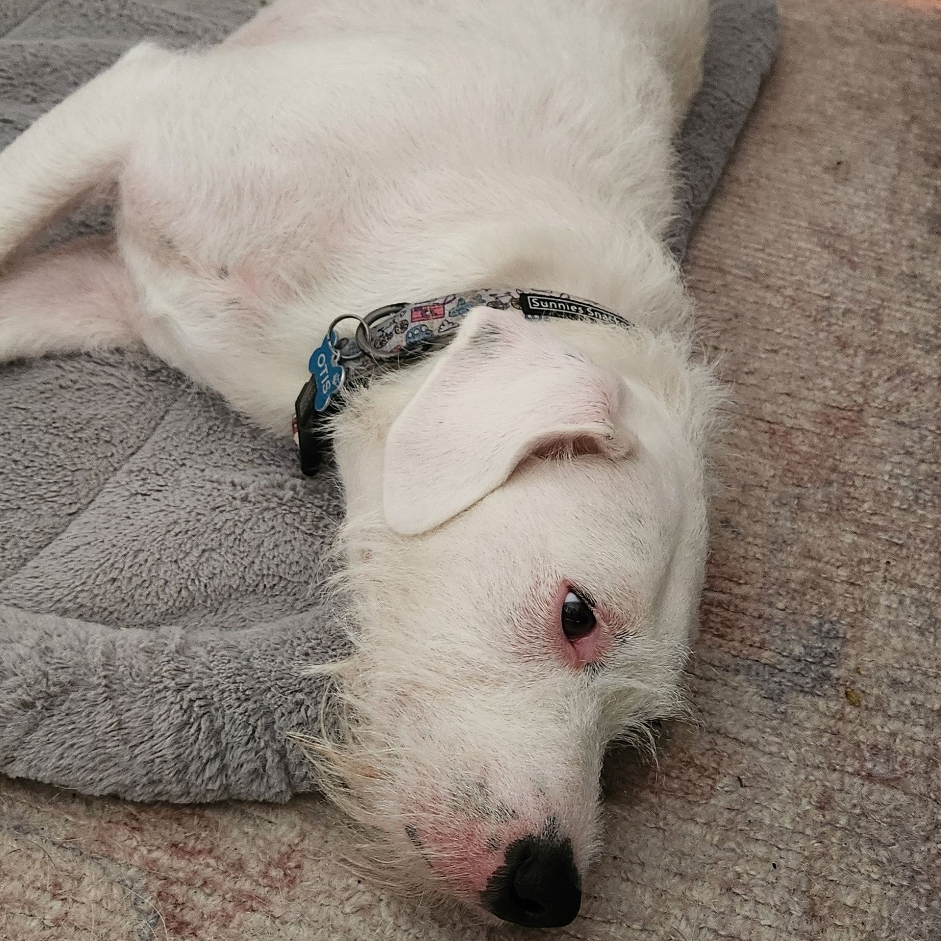 Otis