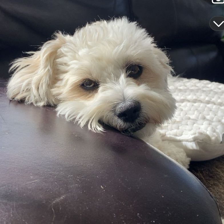 ted 