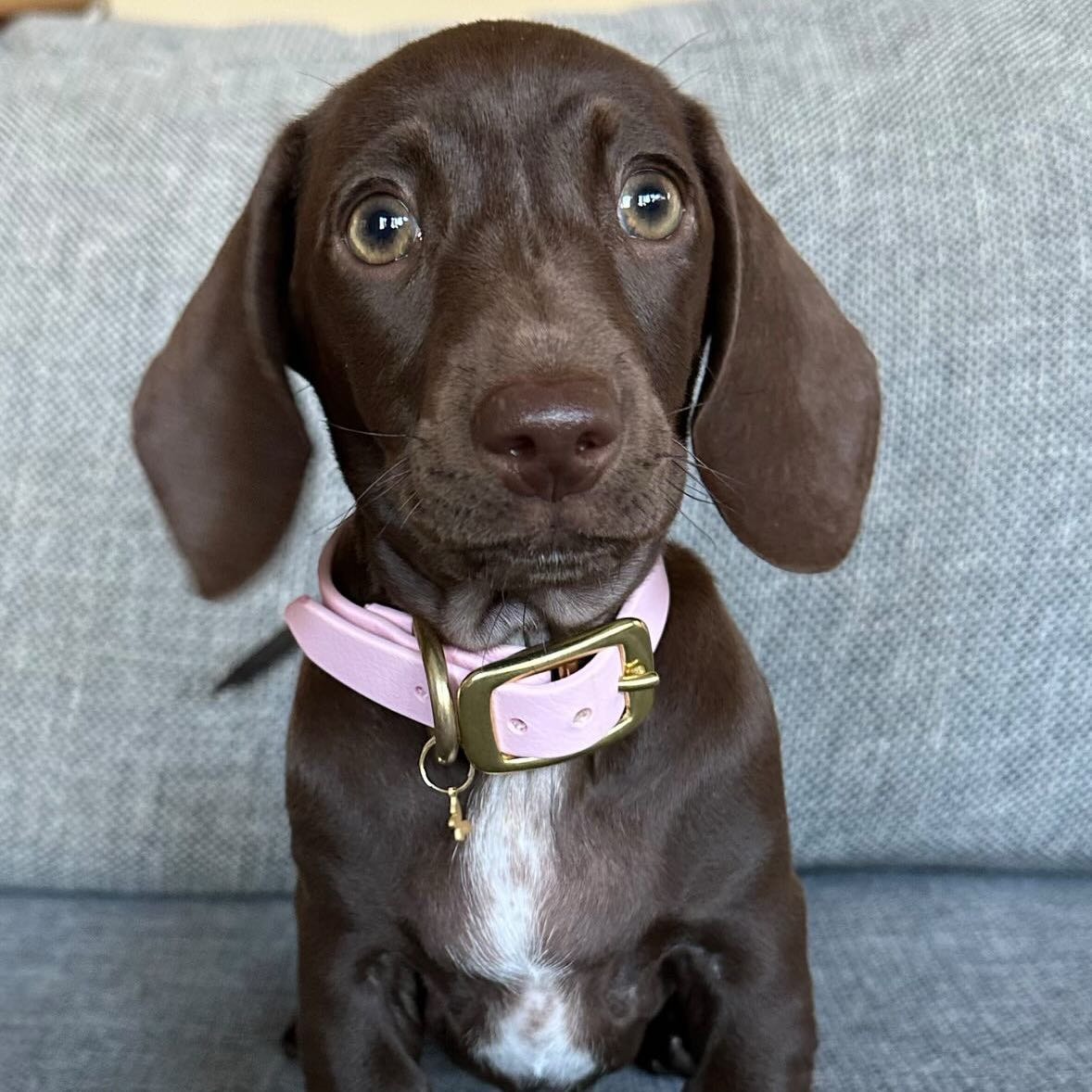 Denise