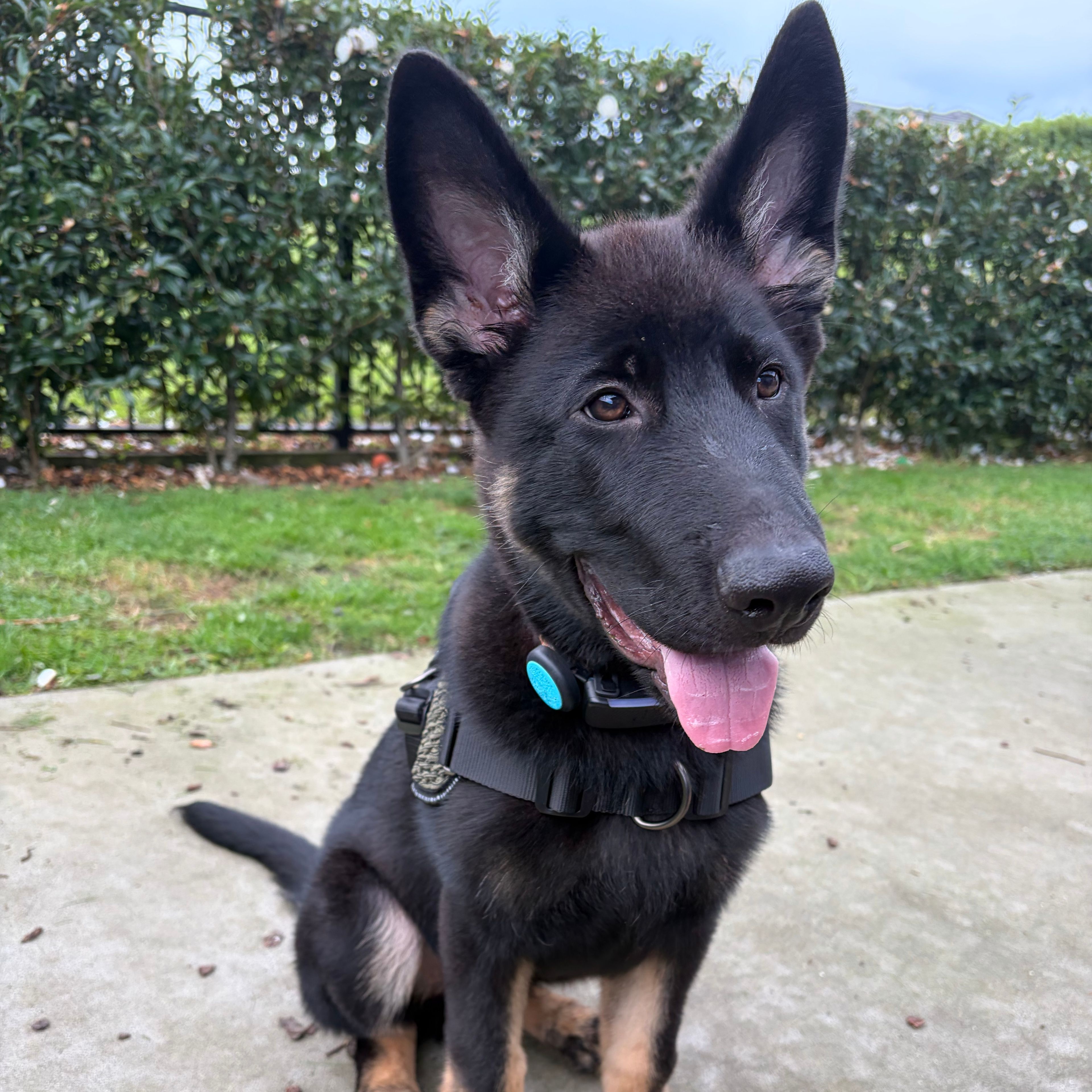 Kodi