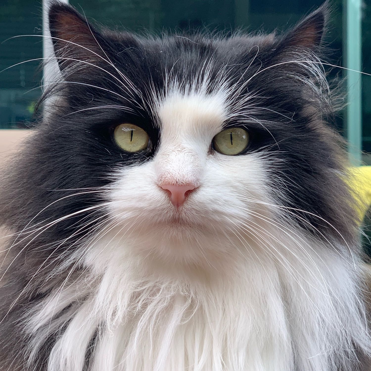 Jasper 