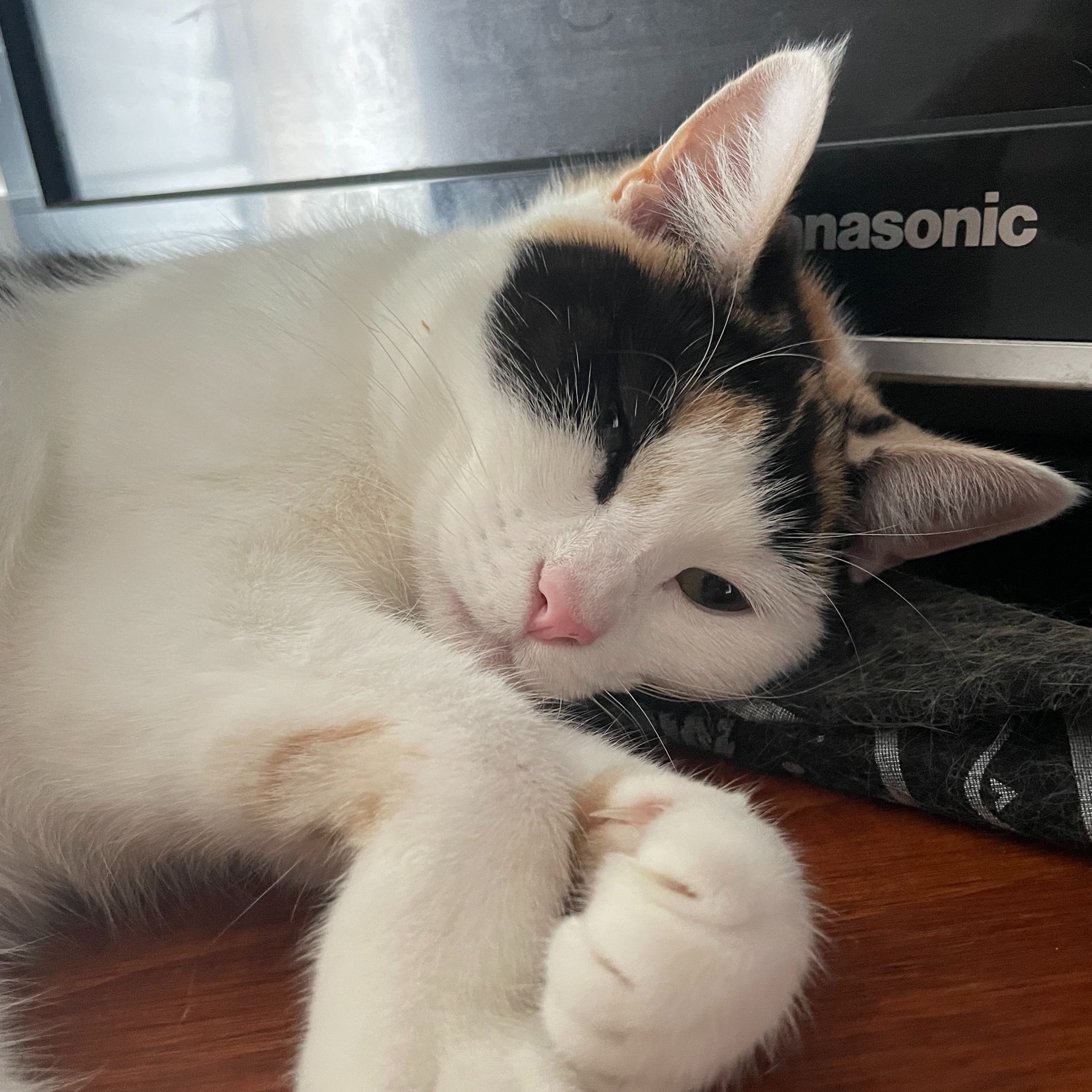 Phoebe