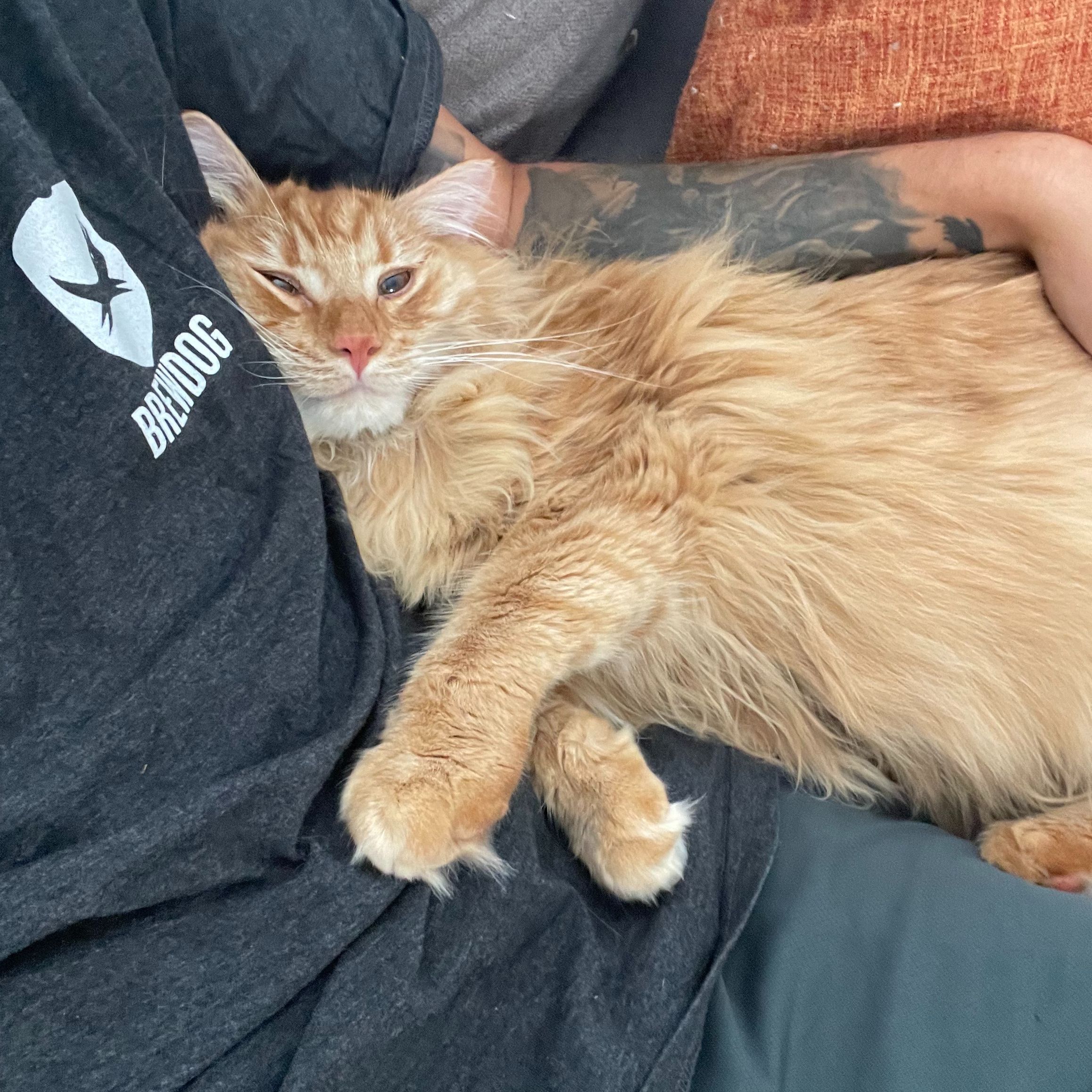 Hugo