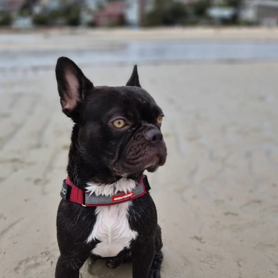 Winston