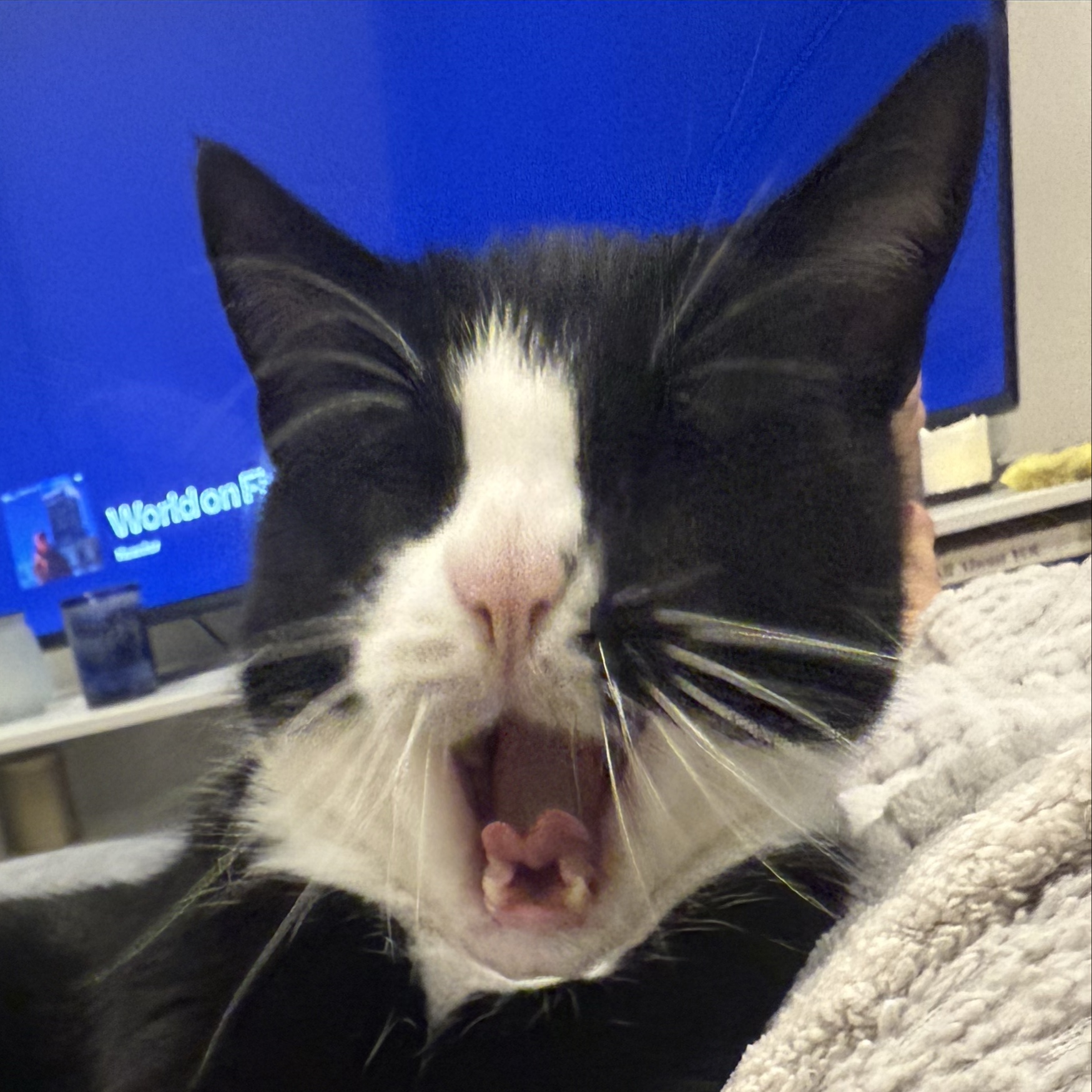 Domino