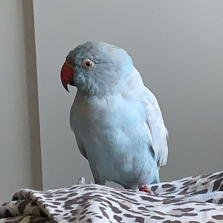 Kiko