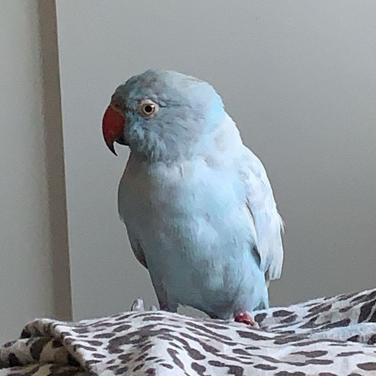 Kiko
