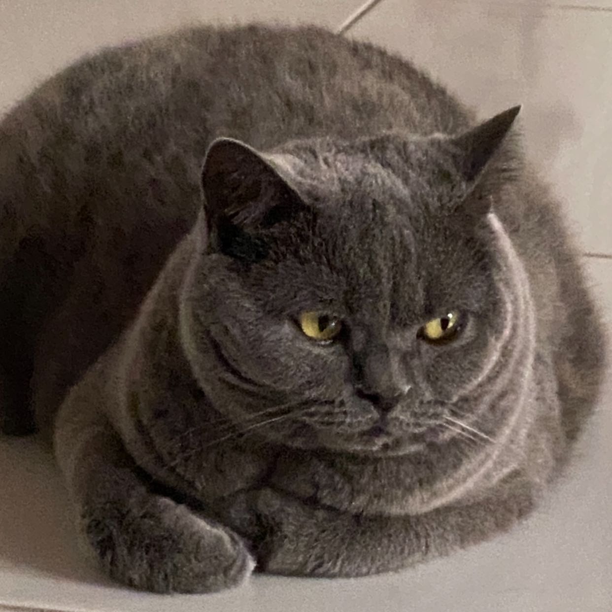 Nuysha
