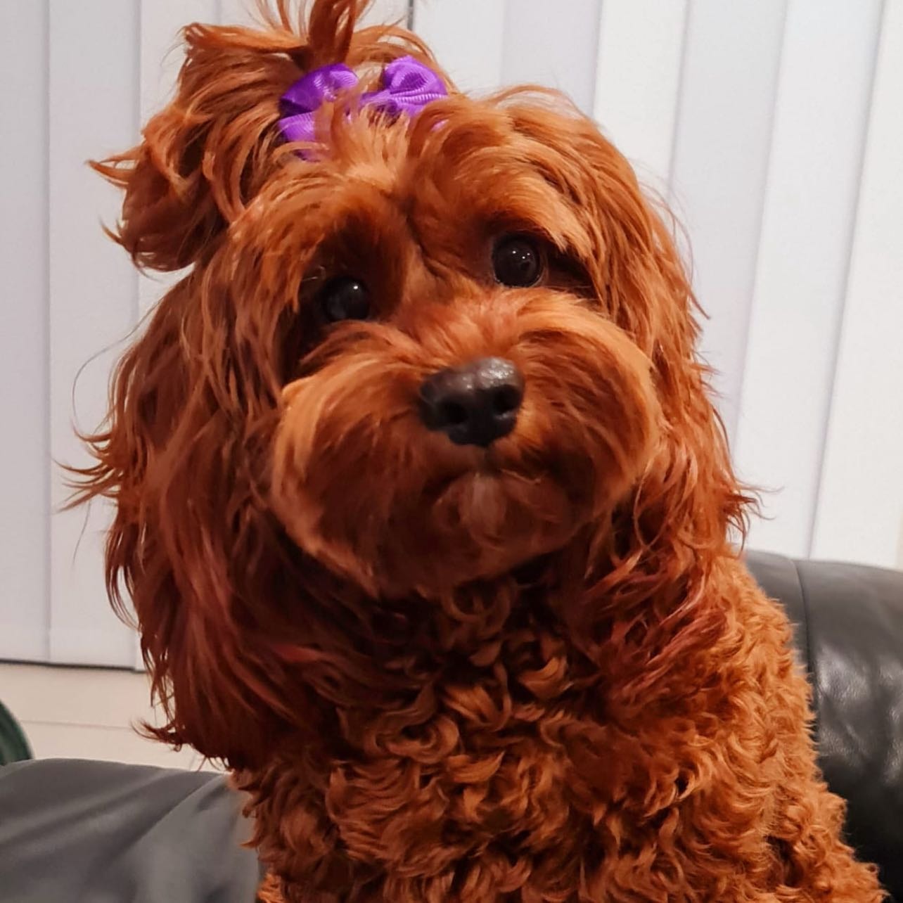 Phoebe 
