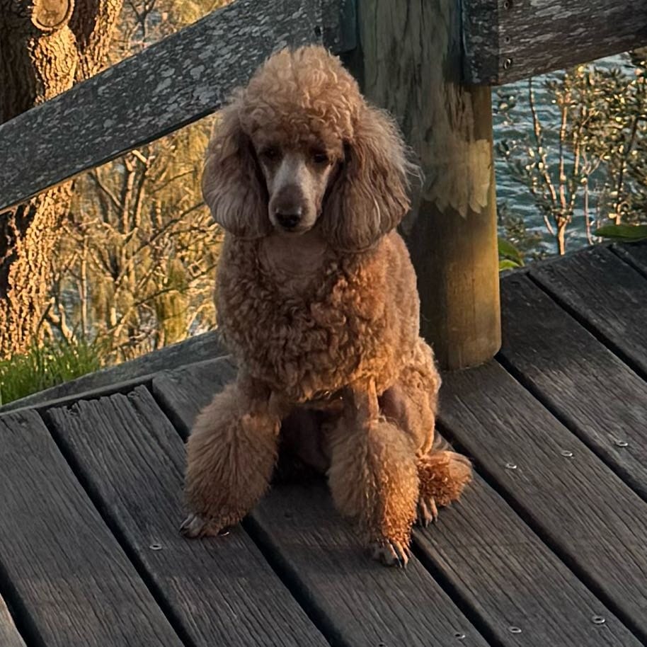 Cooper