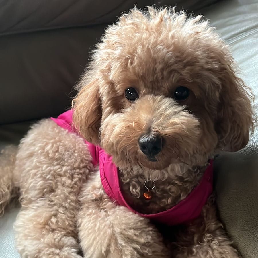cookie