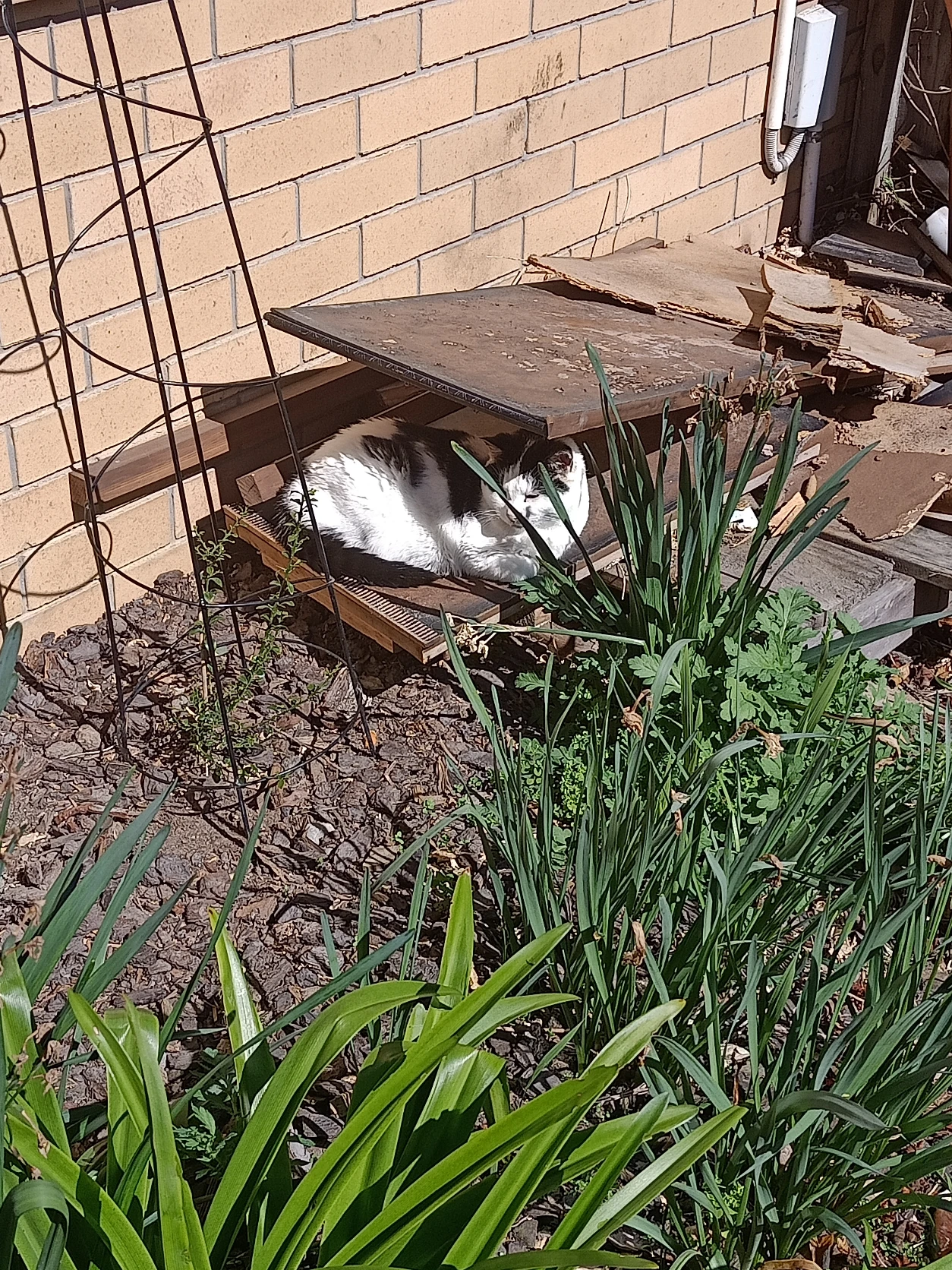 image-12