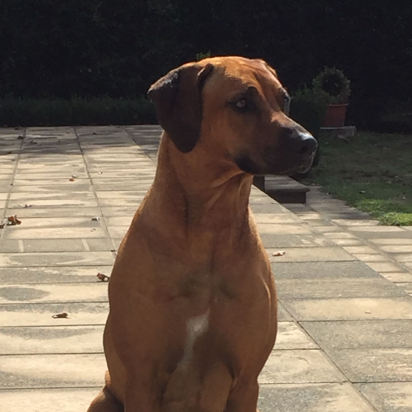 Tilly