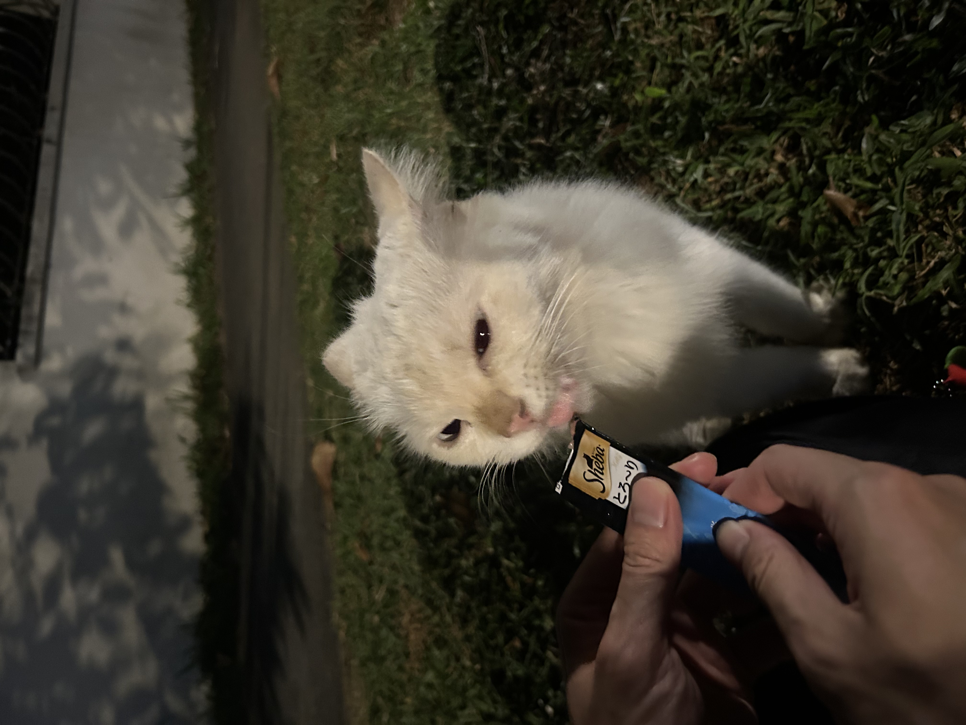 image-7