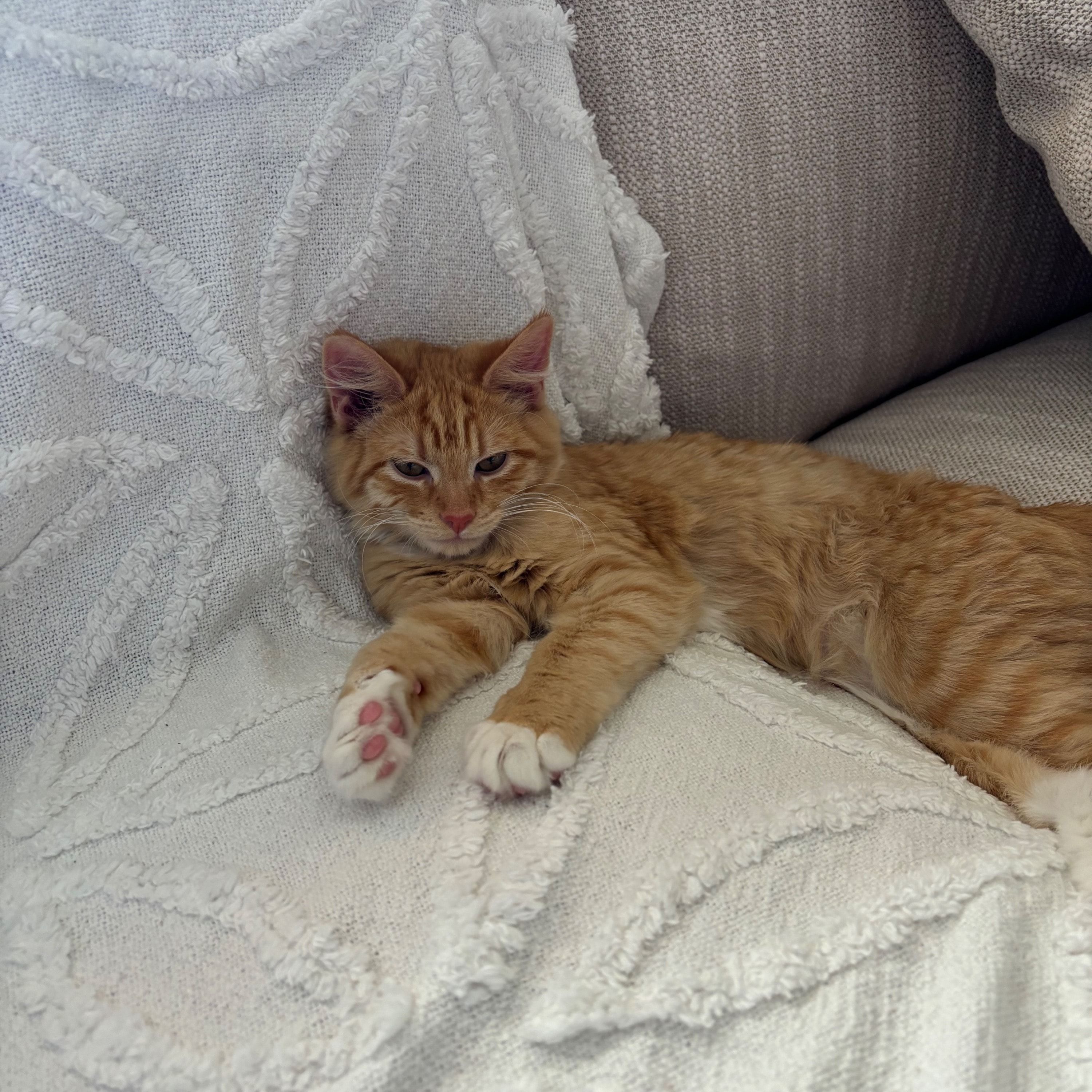 Theodore