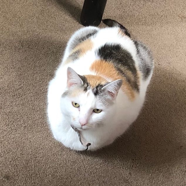 Indie