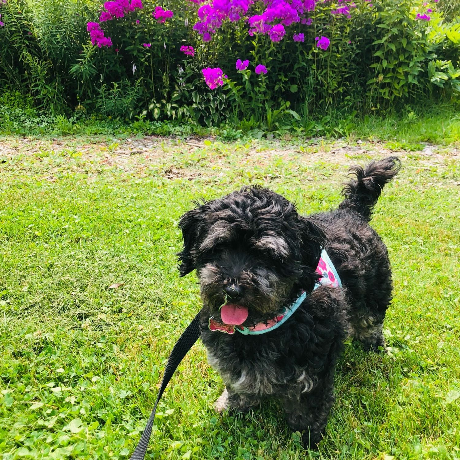 Bella
