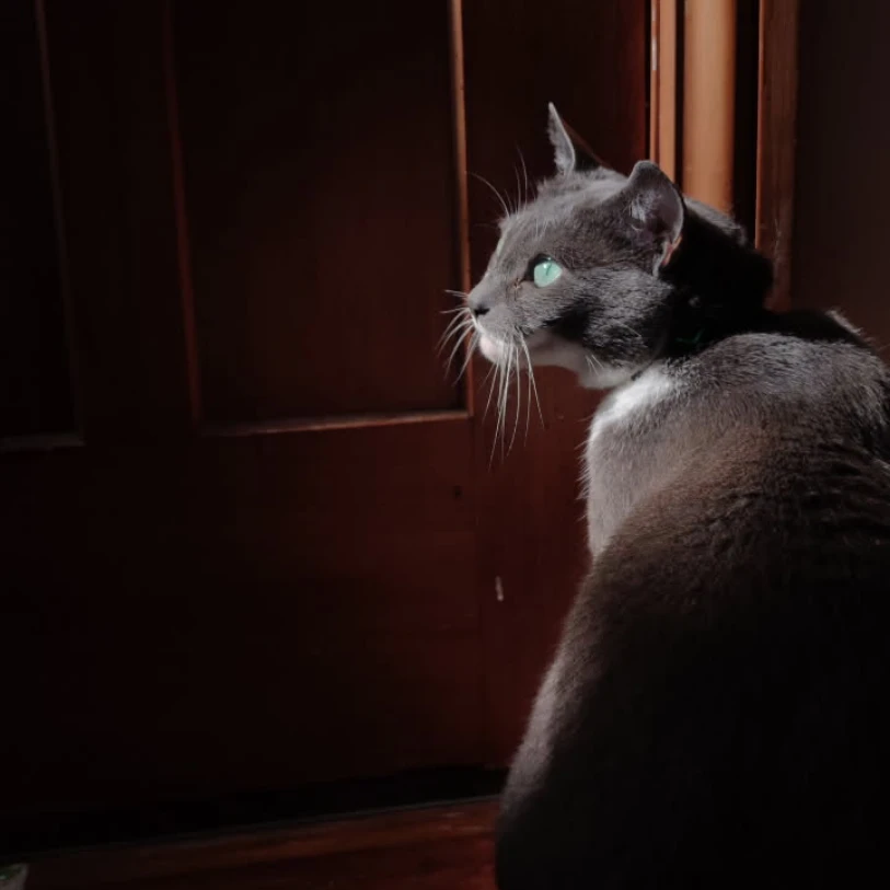 Lyra 