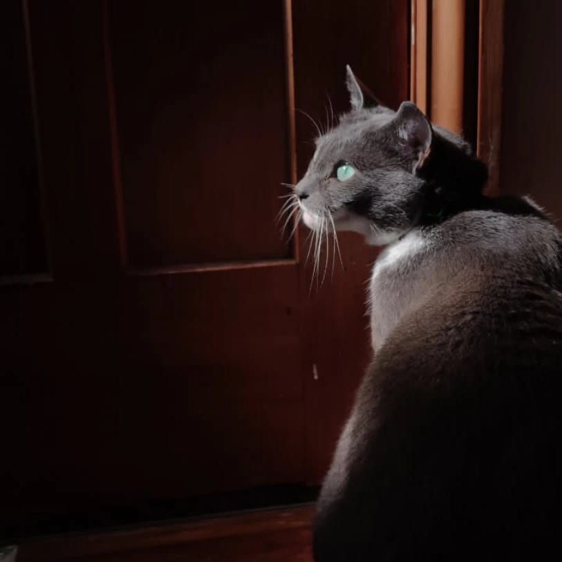 Lyra