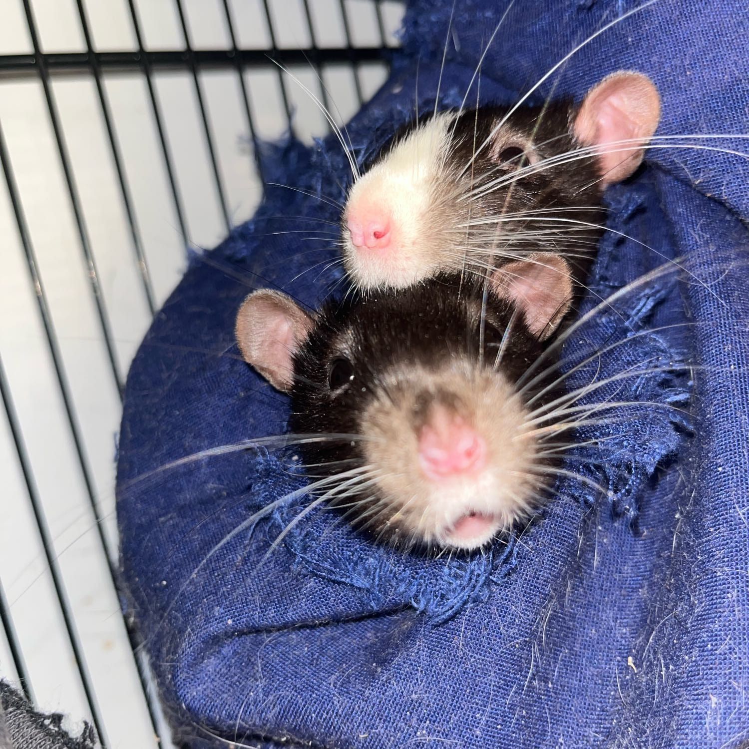 Gus and Remi and casper