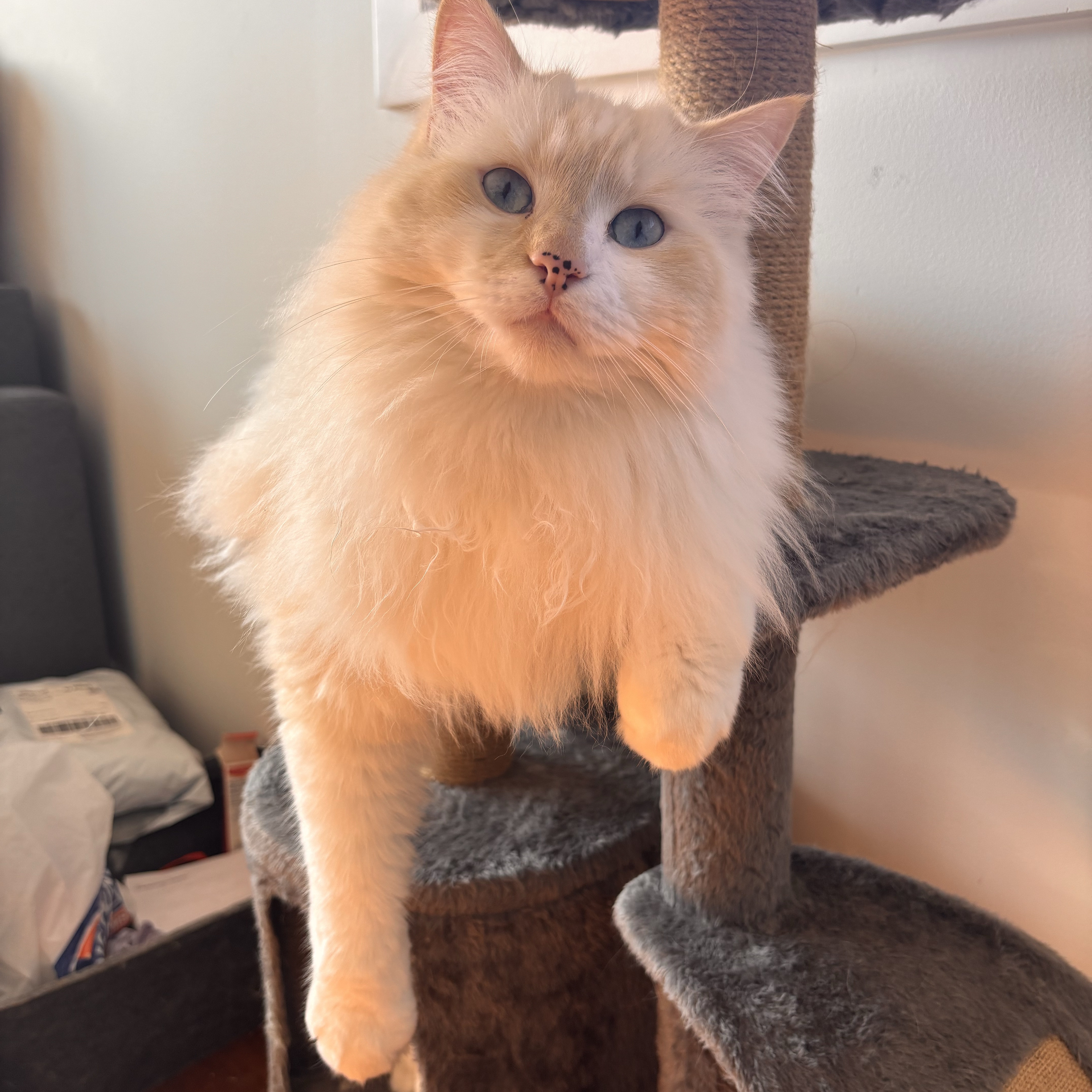 Luca