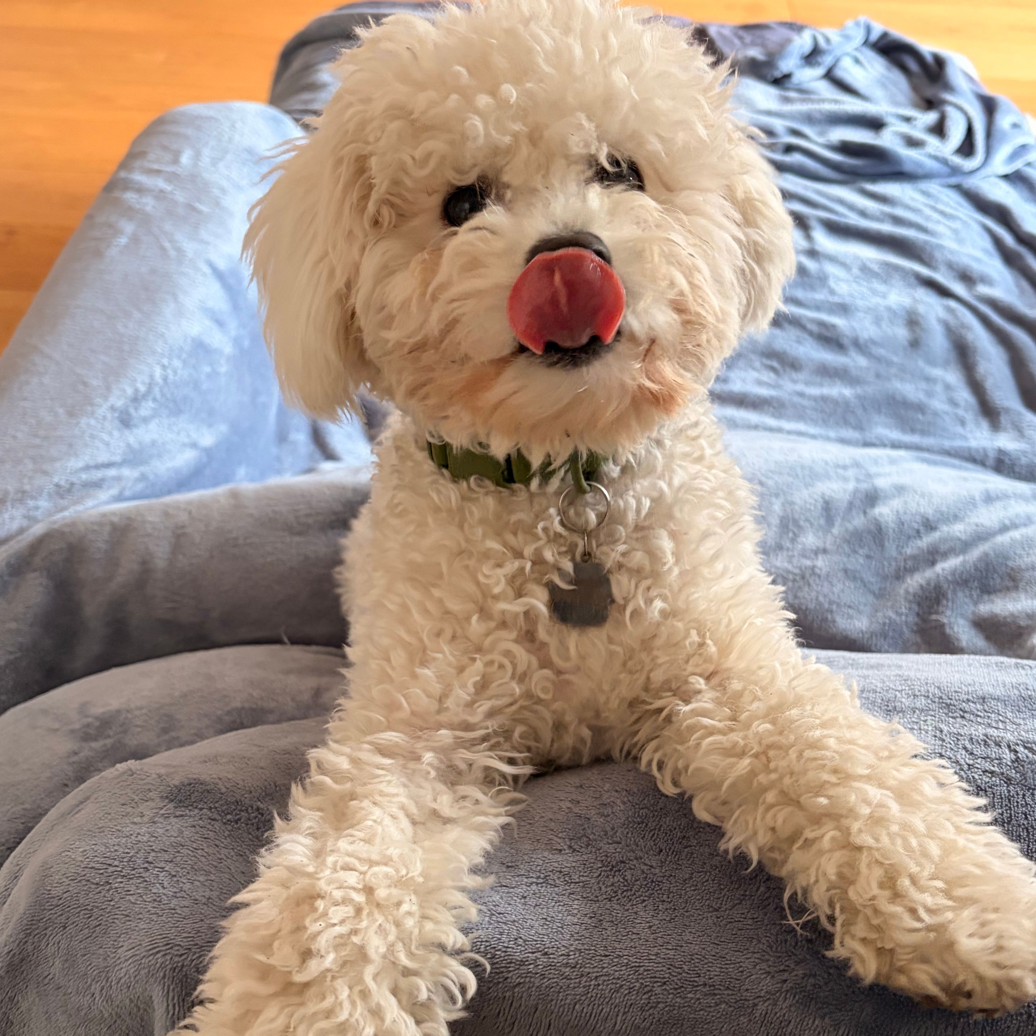 Meeko
