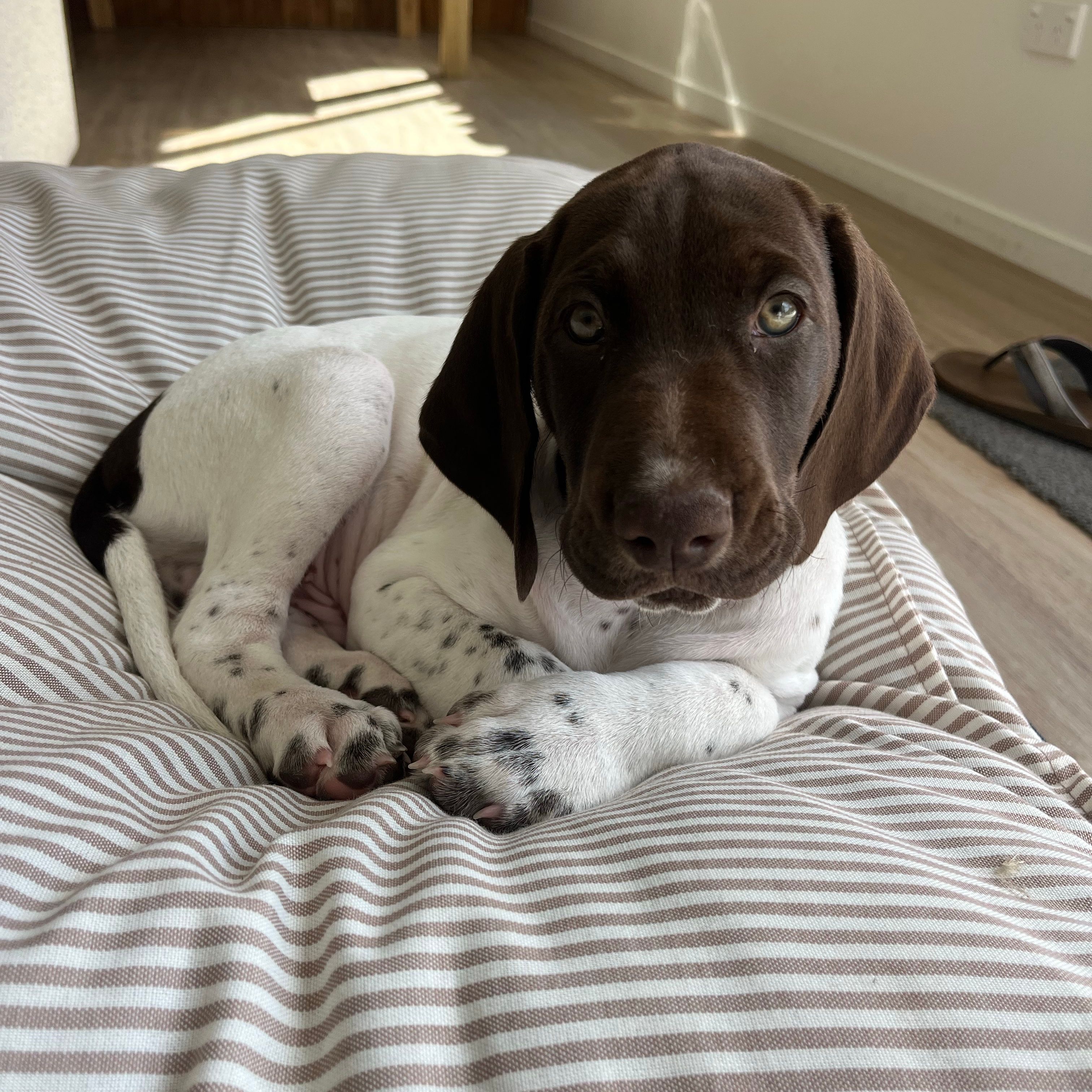Sika