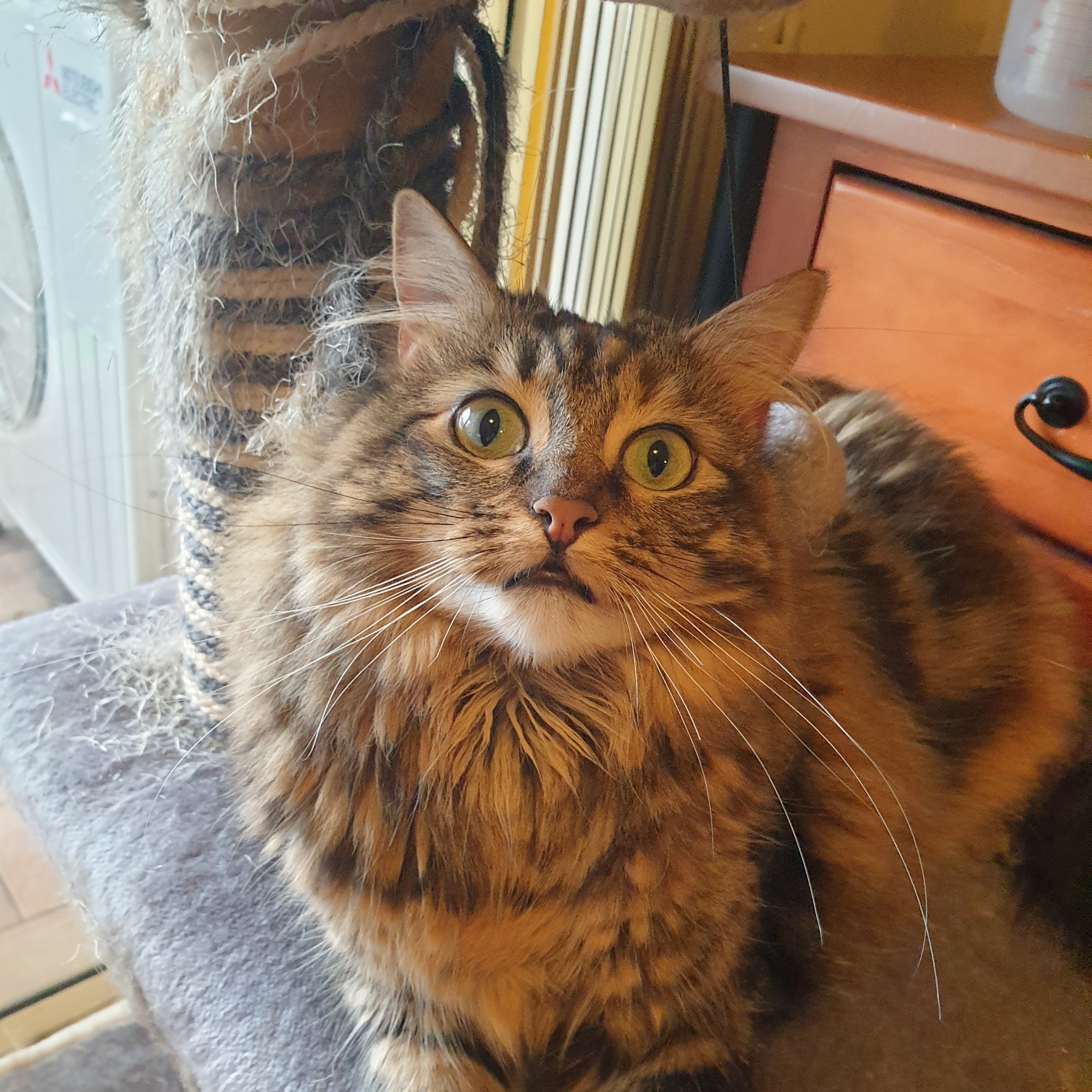 Nala