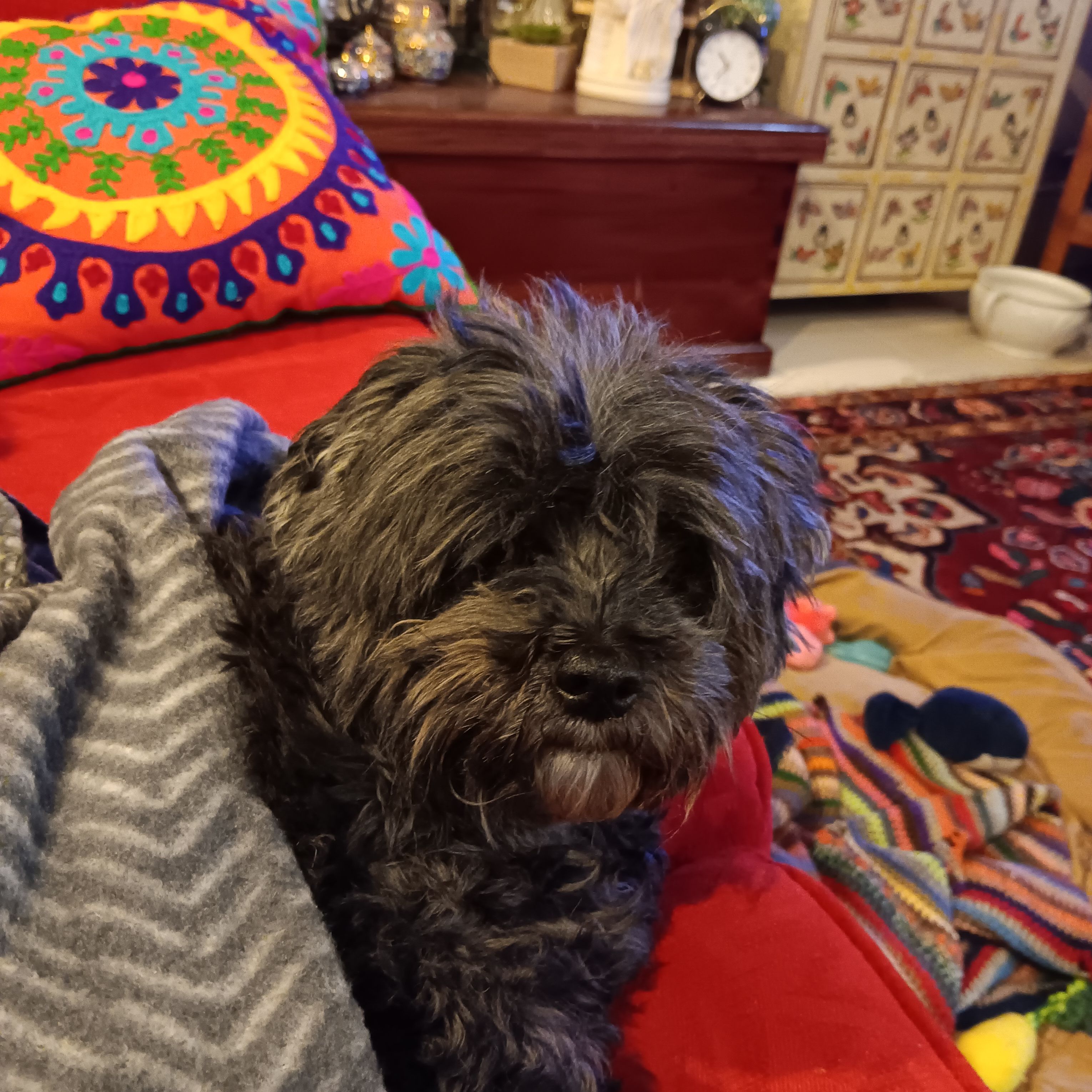 Teddy