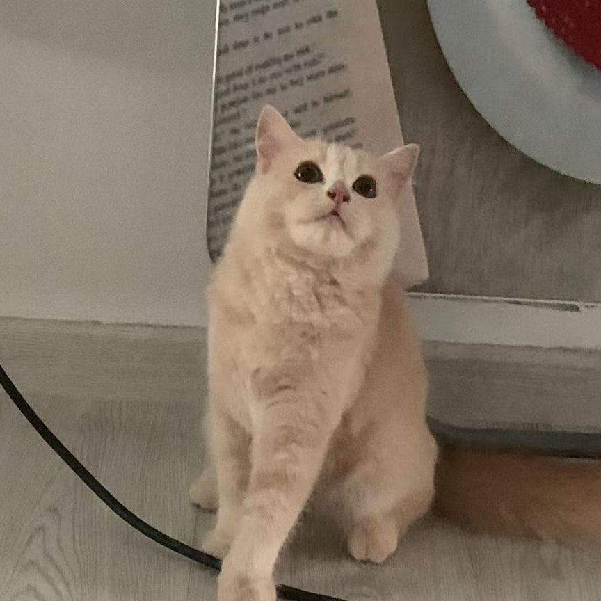 Lattè