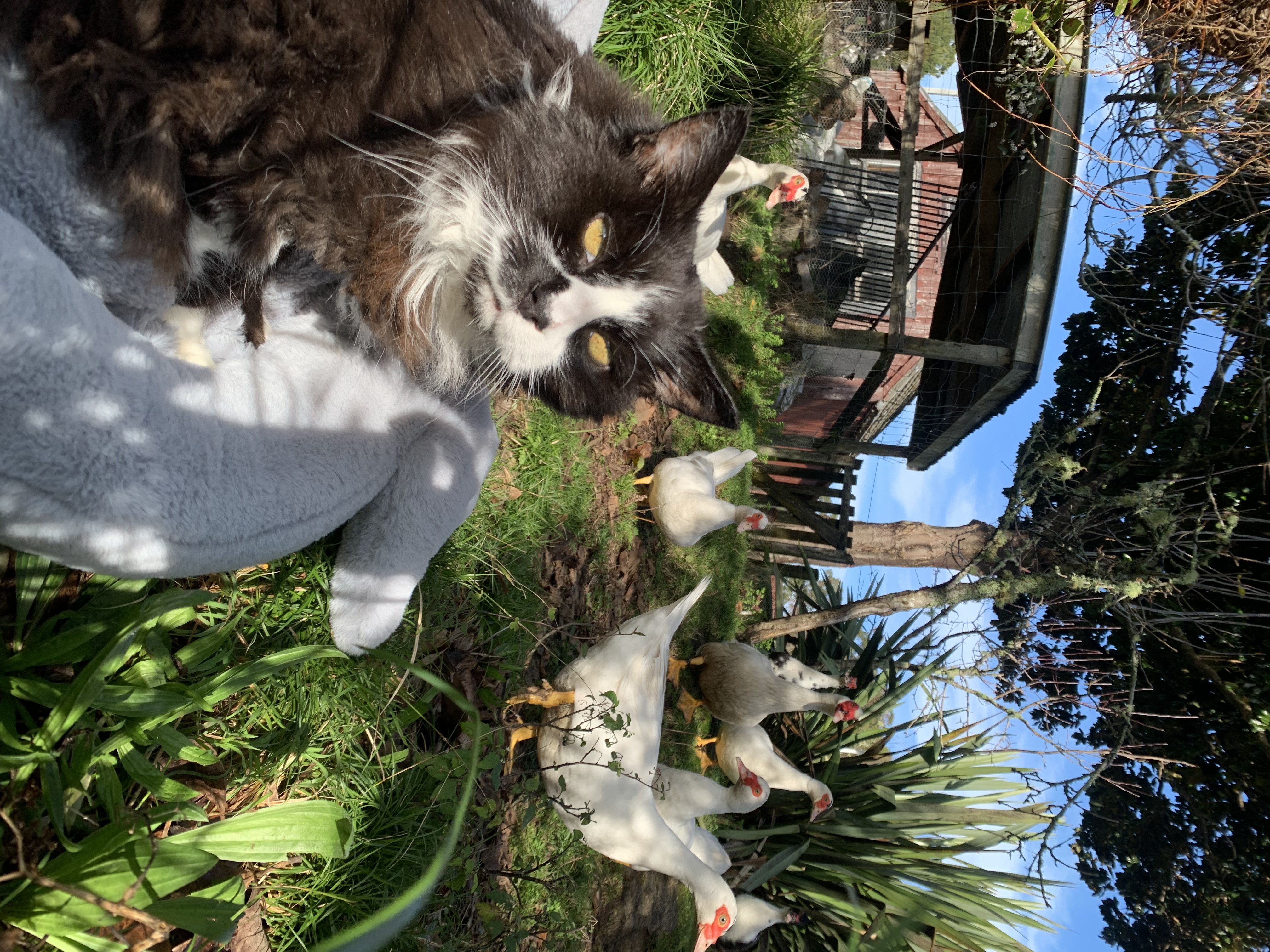 image-7