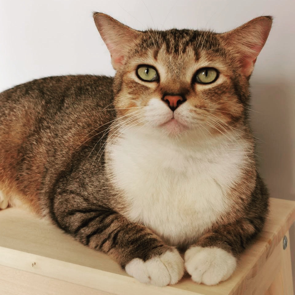 Roux